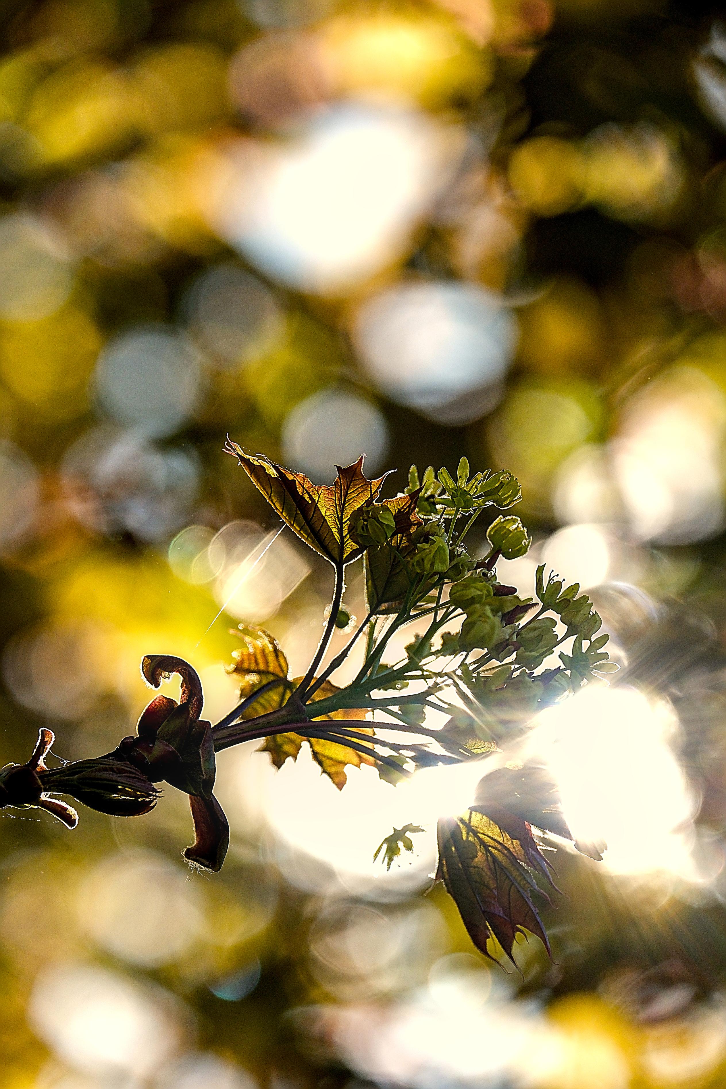 photo contre-jour, lumière, bokeh, tilleul, Julien Franck