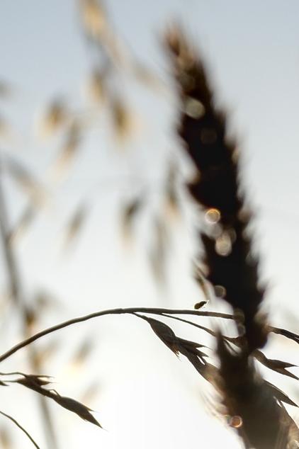 photo contre-jour, graminé, insecte, Julien Franck