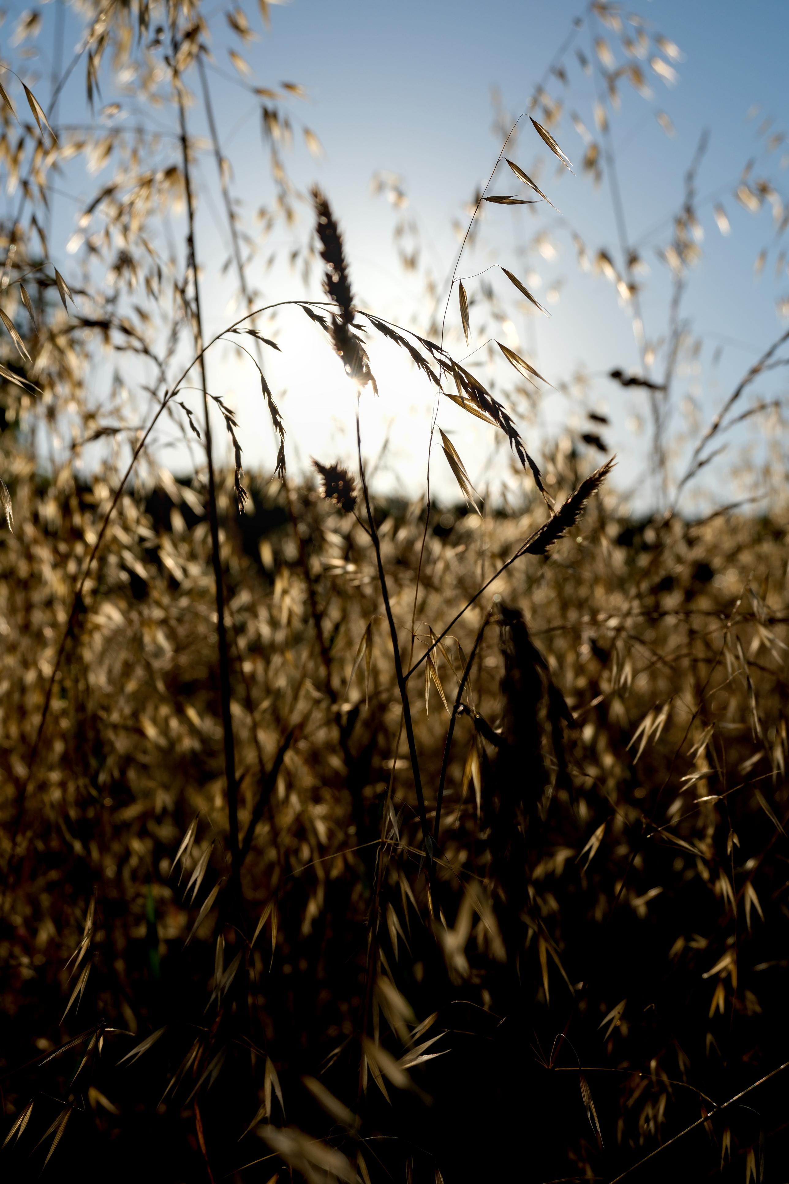 photo contre-jour, graminé, Julien Franck