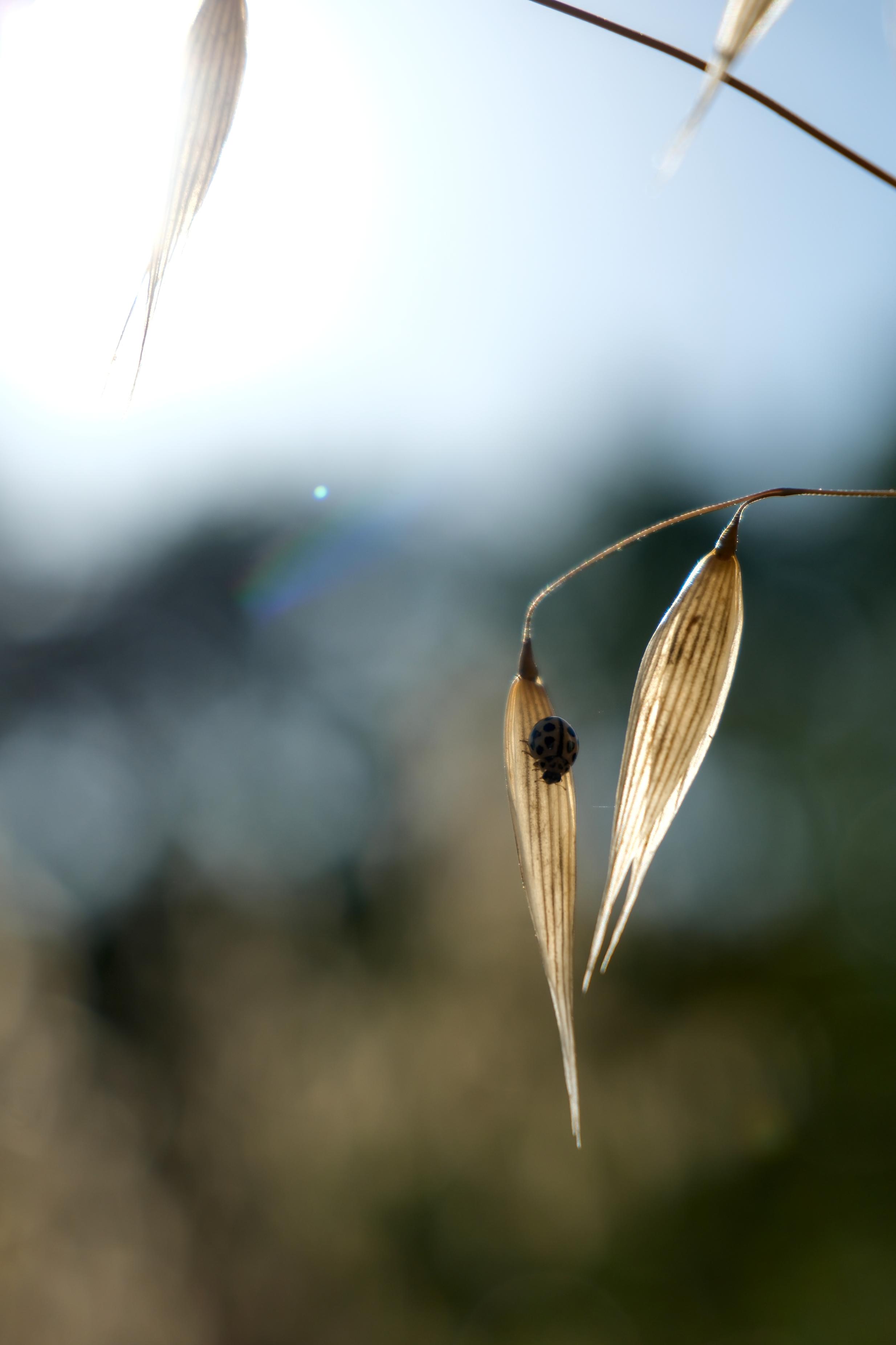 photo contre-jour, graminé, insecte, Julien Franck