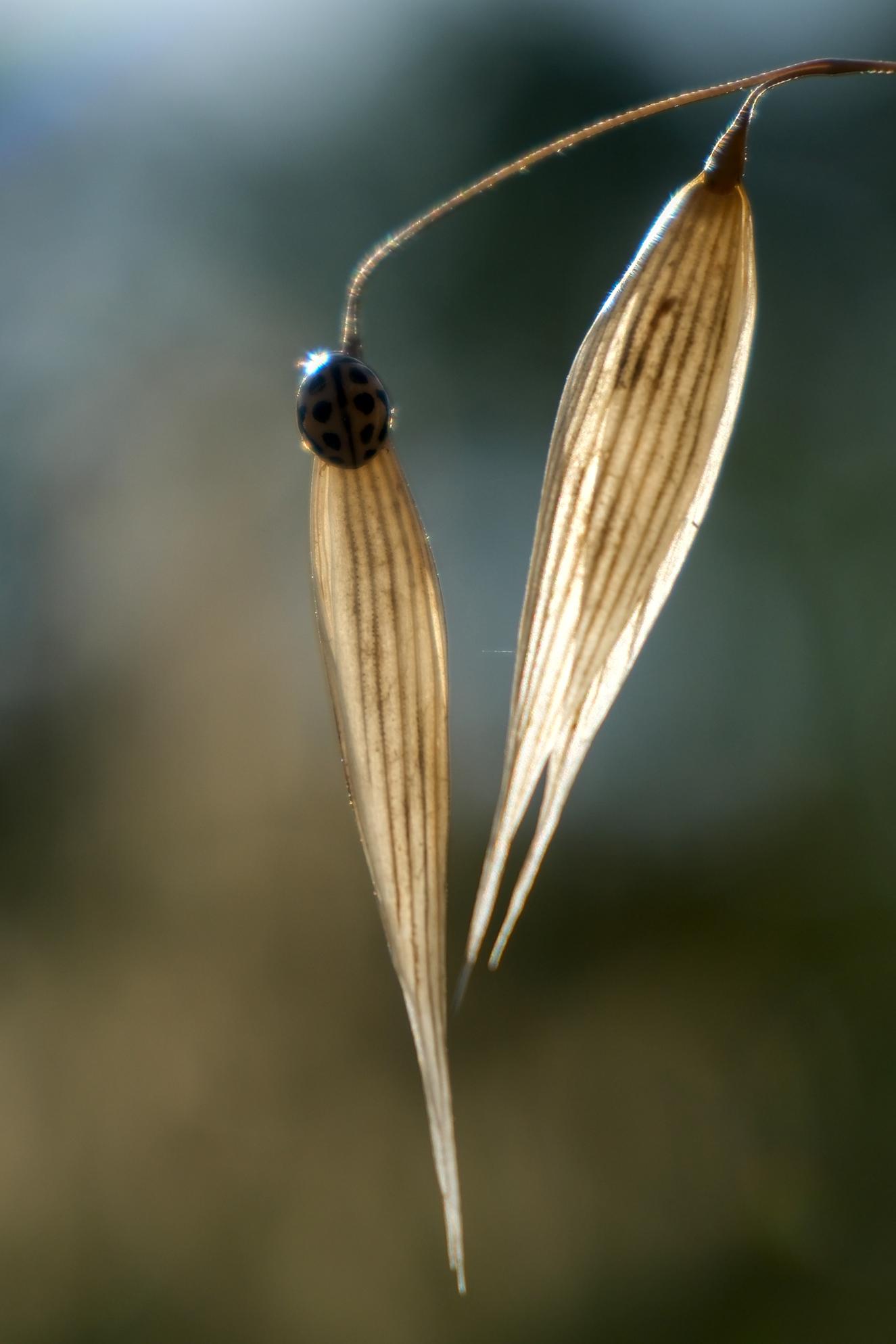 photo contre-jour, graminé, insecte, Julien Franck