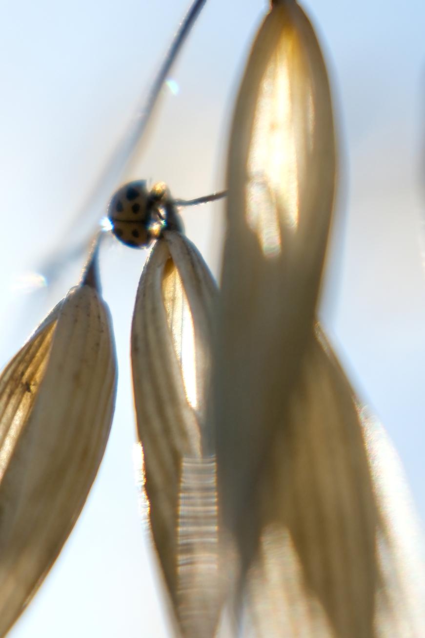 photo contre-jour, graminé, insecte, Julien Franck