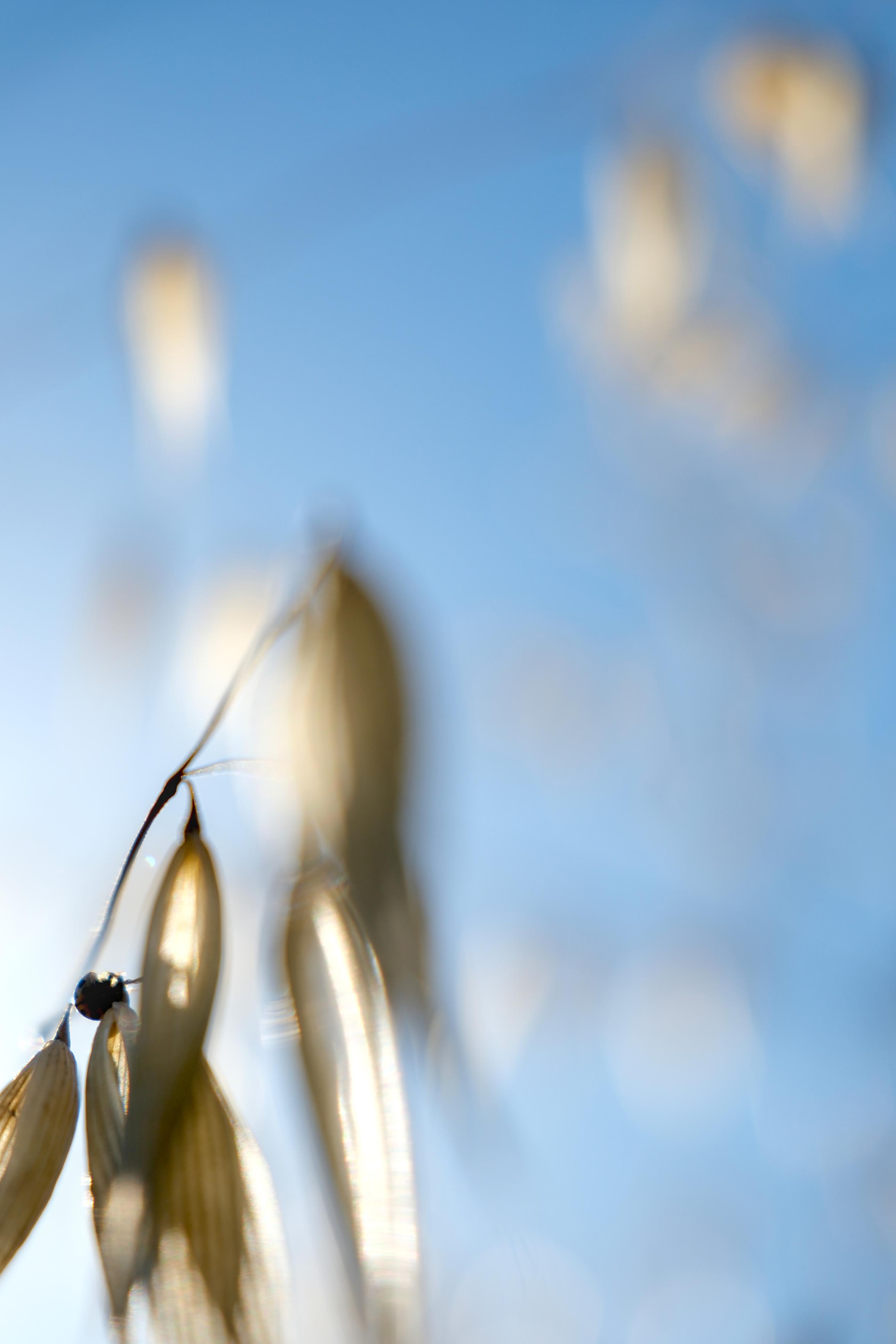 photo contre-jour, graminé, insecte, Julien Franck
