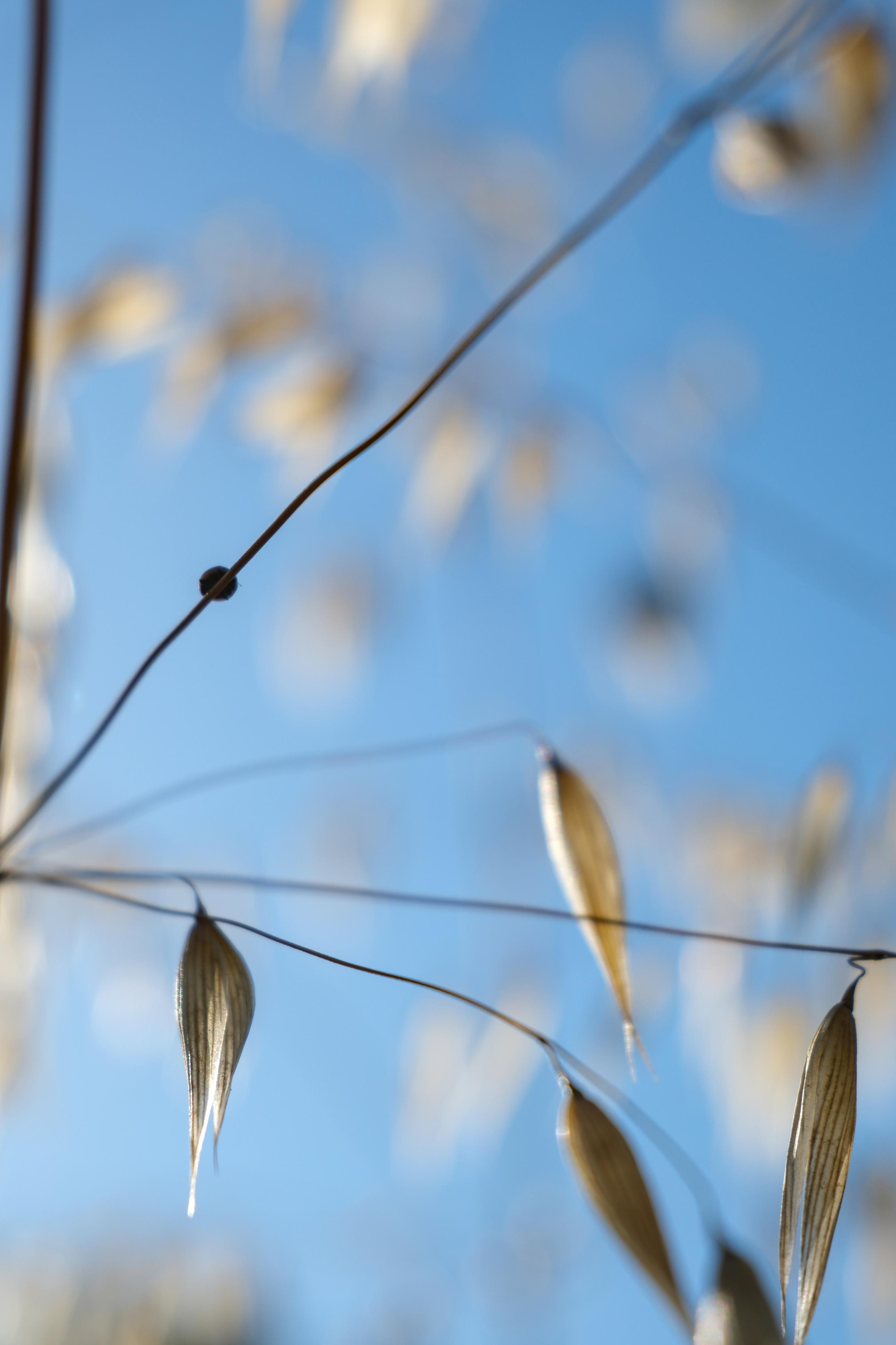 photo contre-jour, graminé, insecte, Julien Franck