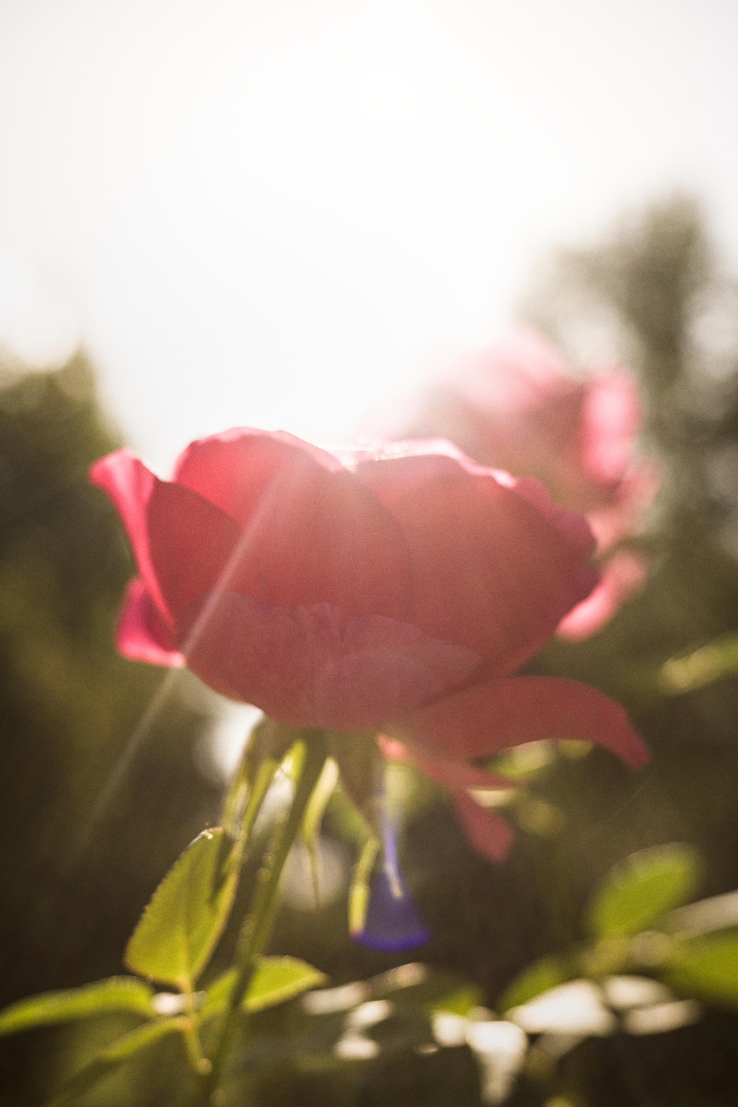photo contre-jour, lumière, roses, Julien Franck