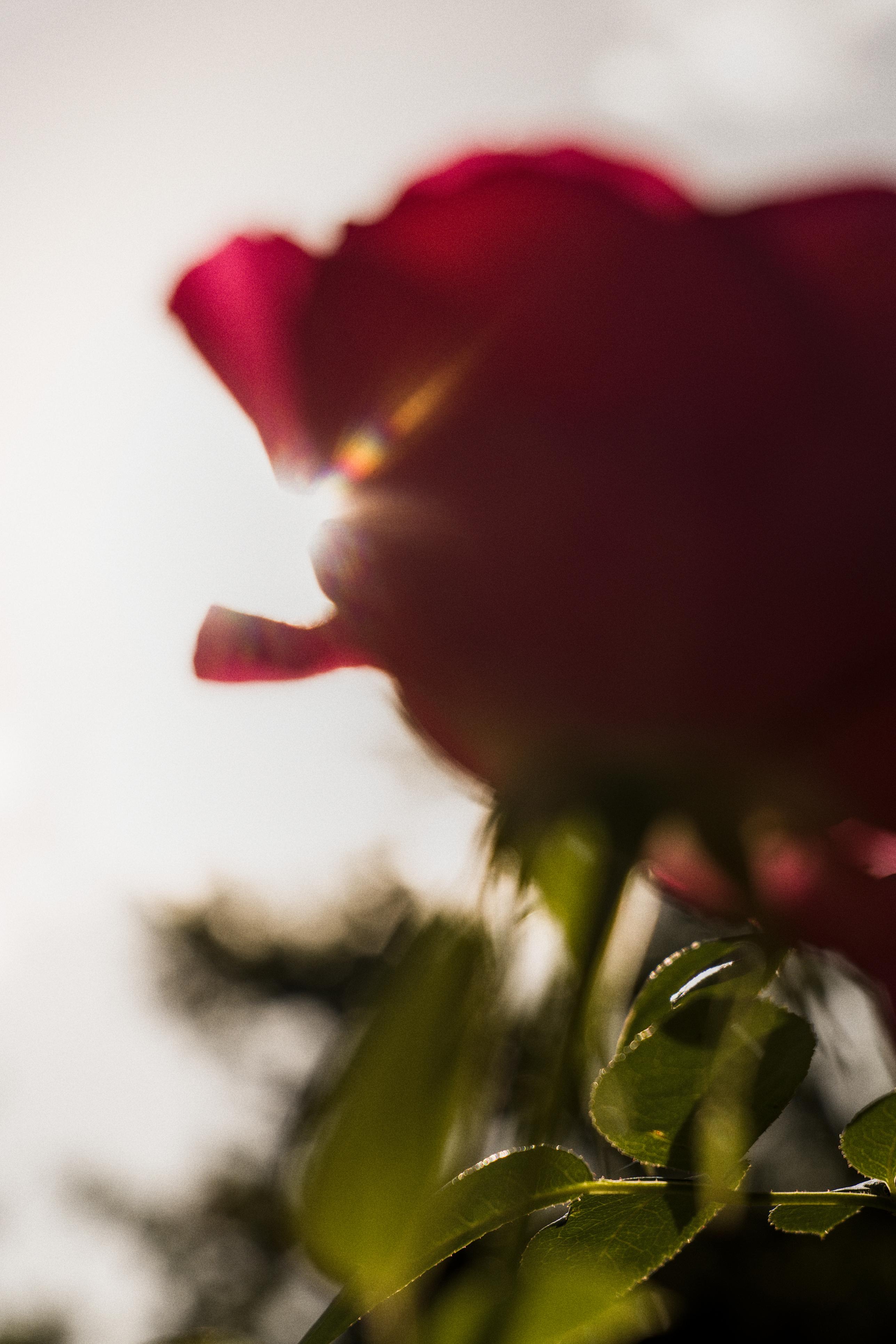 photo contre-jour, lumière, roses, Julien Franck