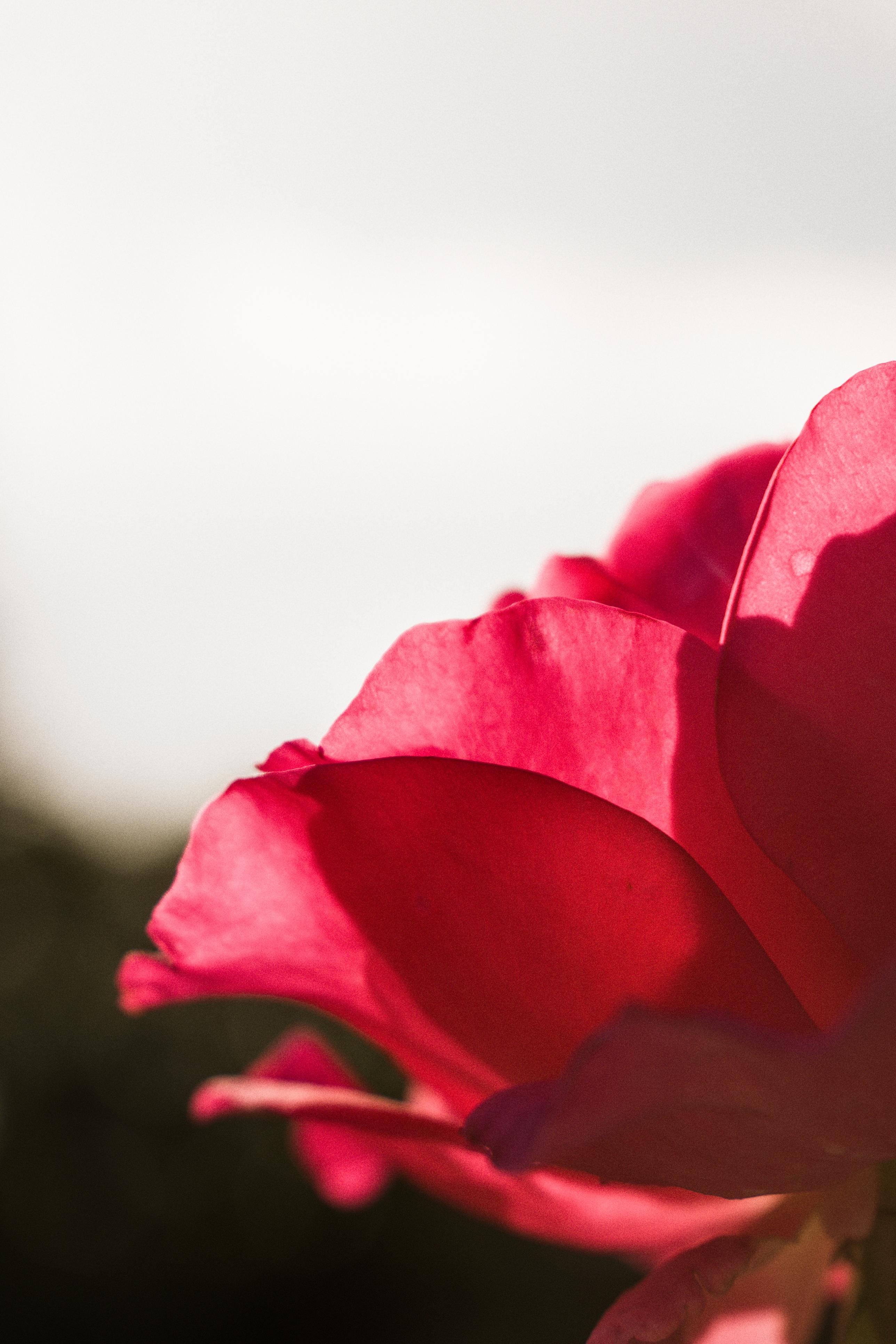 photo contre-jour, lumière, roses, Julien Franck