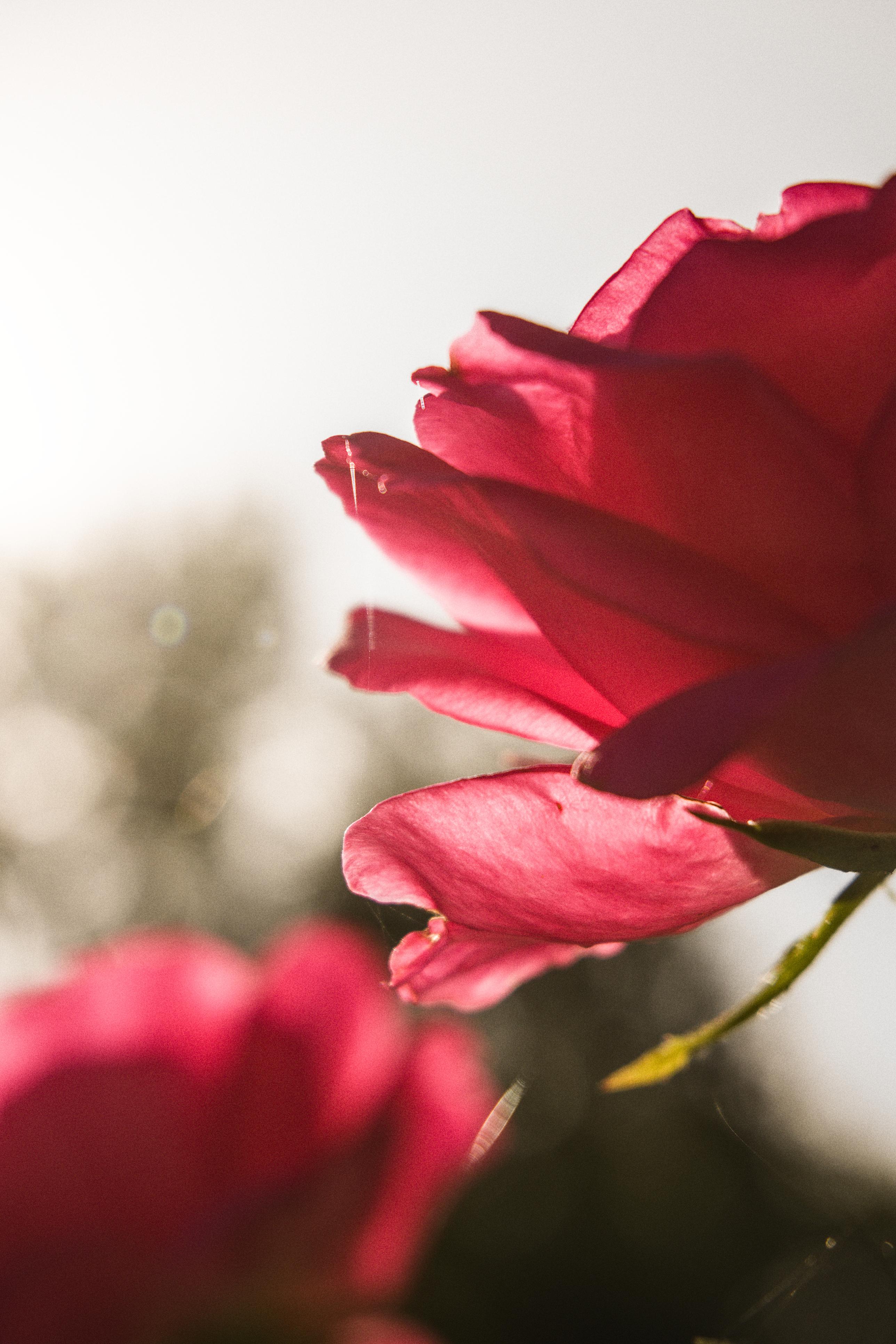 photo contre-jour, lumière, roses, Julien Franck