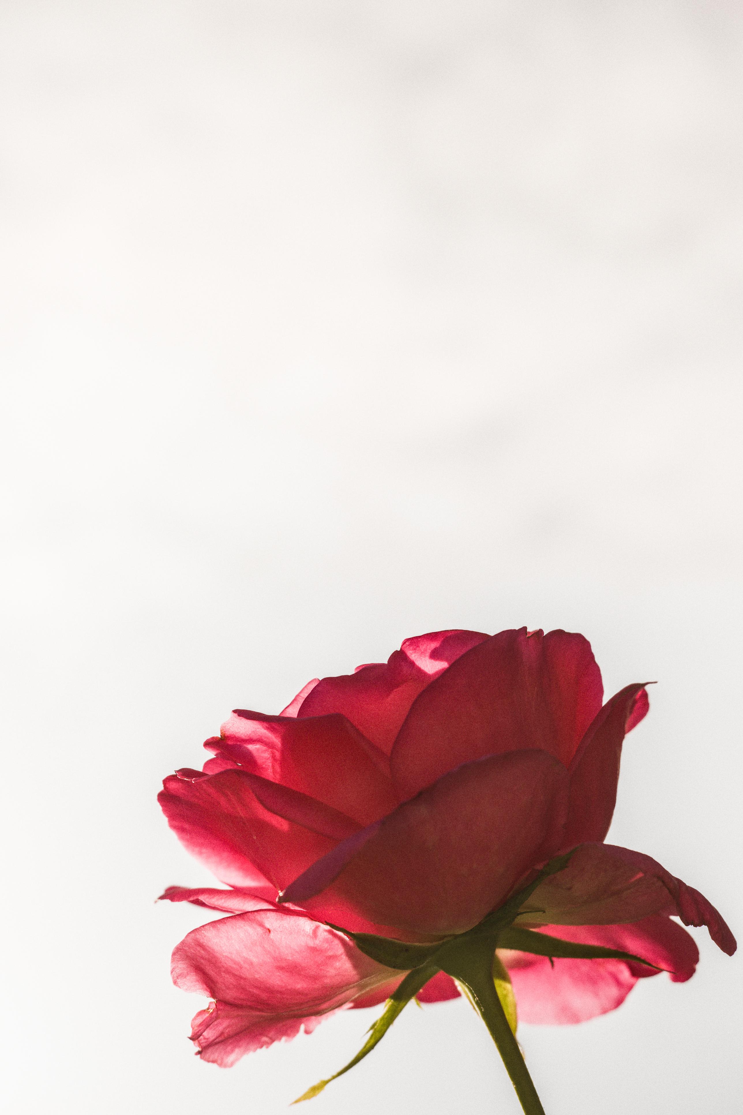 photo contre-jour, lumière, roses, Julien Franck