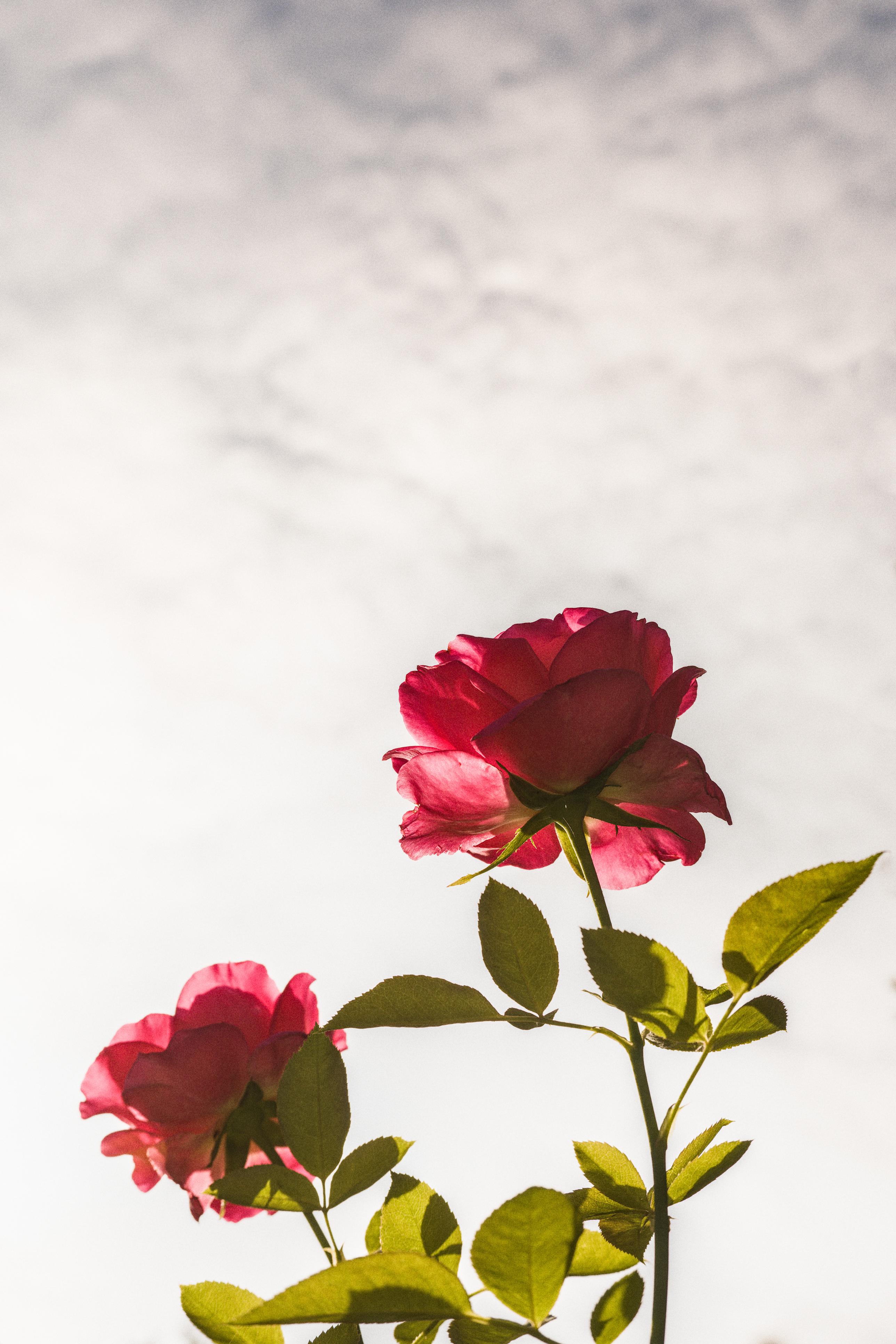 photo contre-jour, lumière, roses, Julien Franck