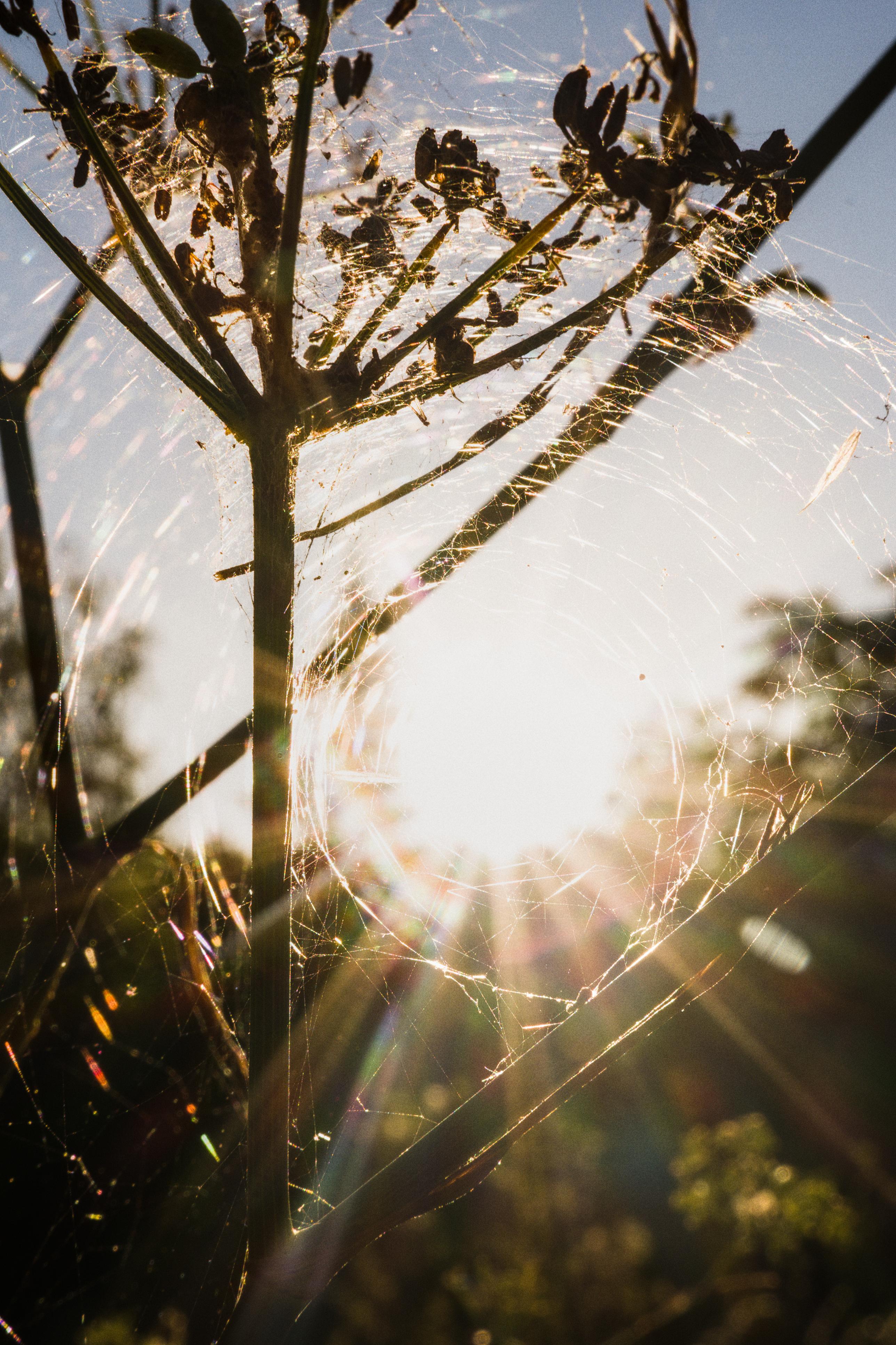 photo contre-jour, lumière, plantes, Julien Franck
