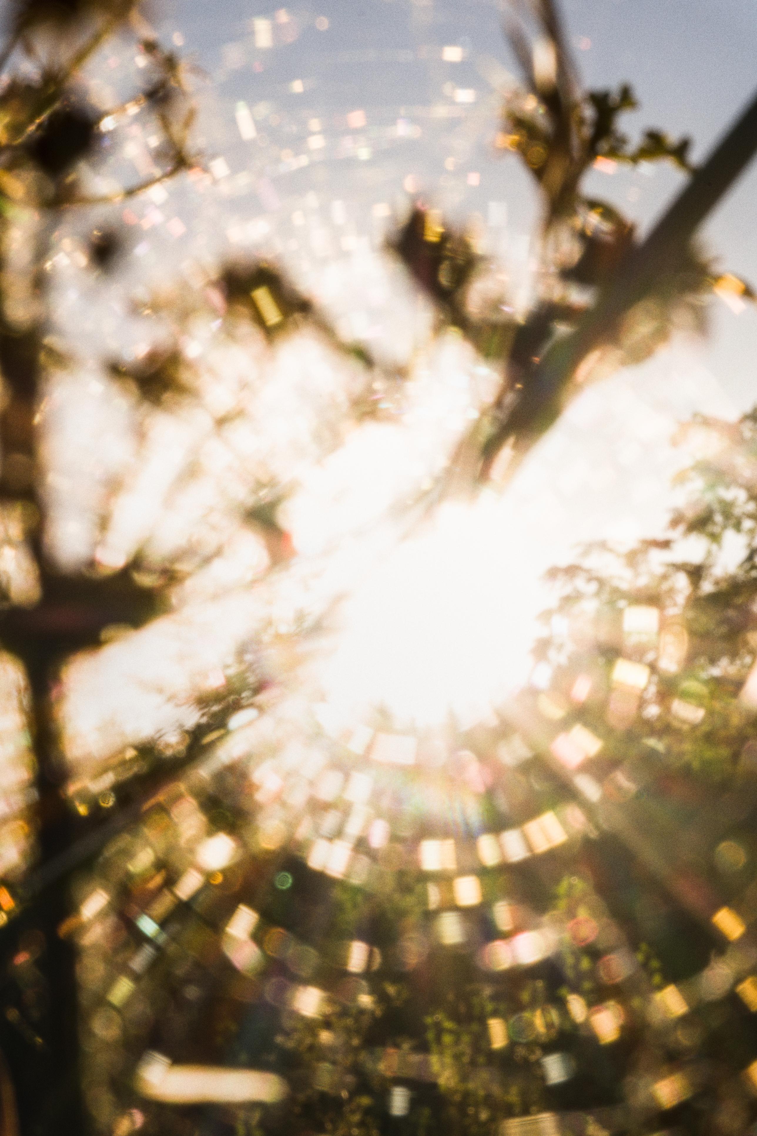 photo contre-jour, lumière, plantes, Julien Franck