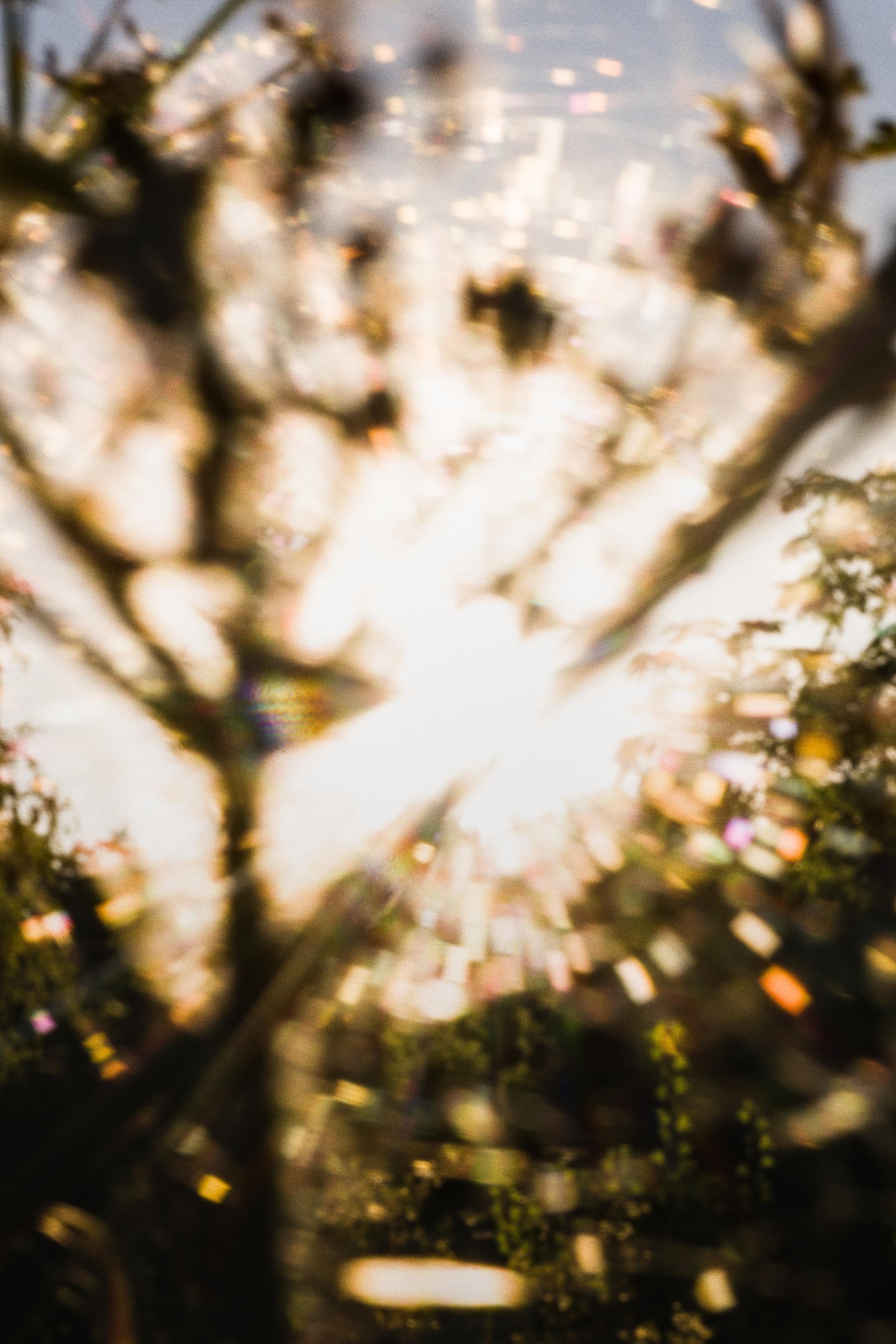 photo contre-jour, lumière, plantes, Julien Franck