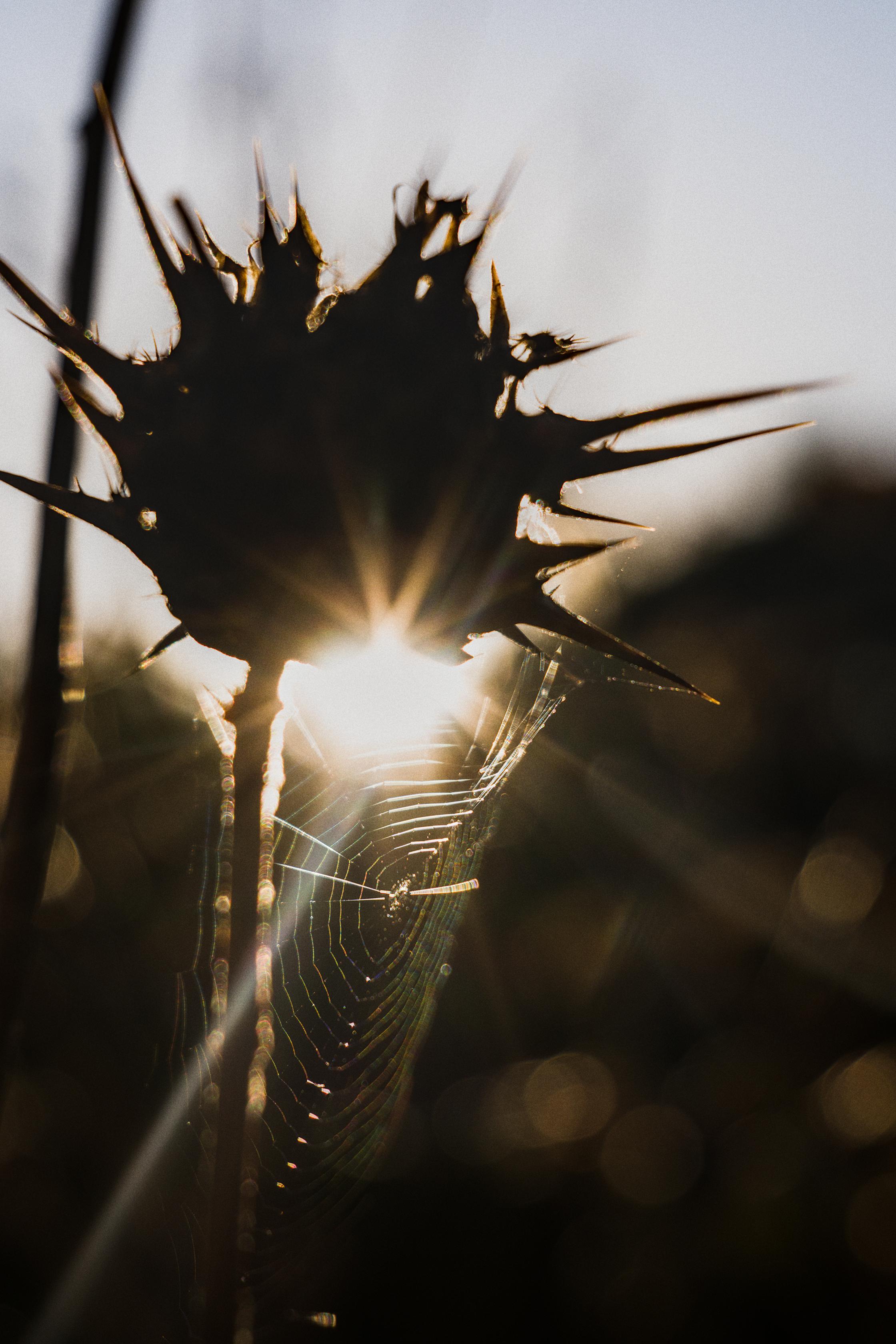 photo contre-jour, lumière, plantes, Julien Franck