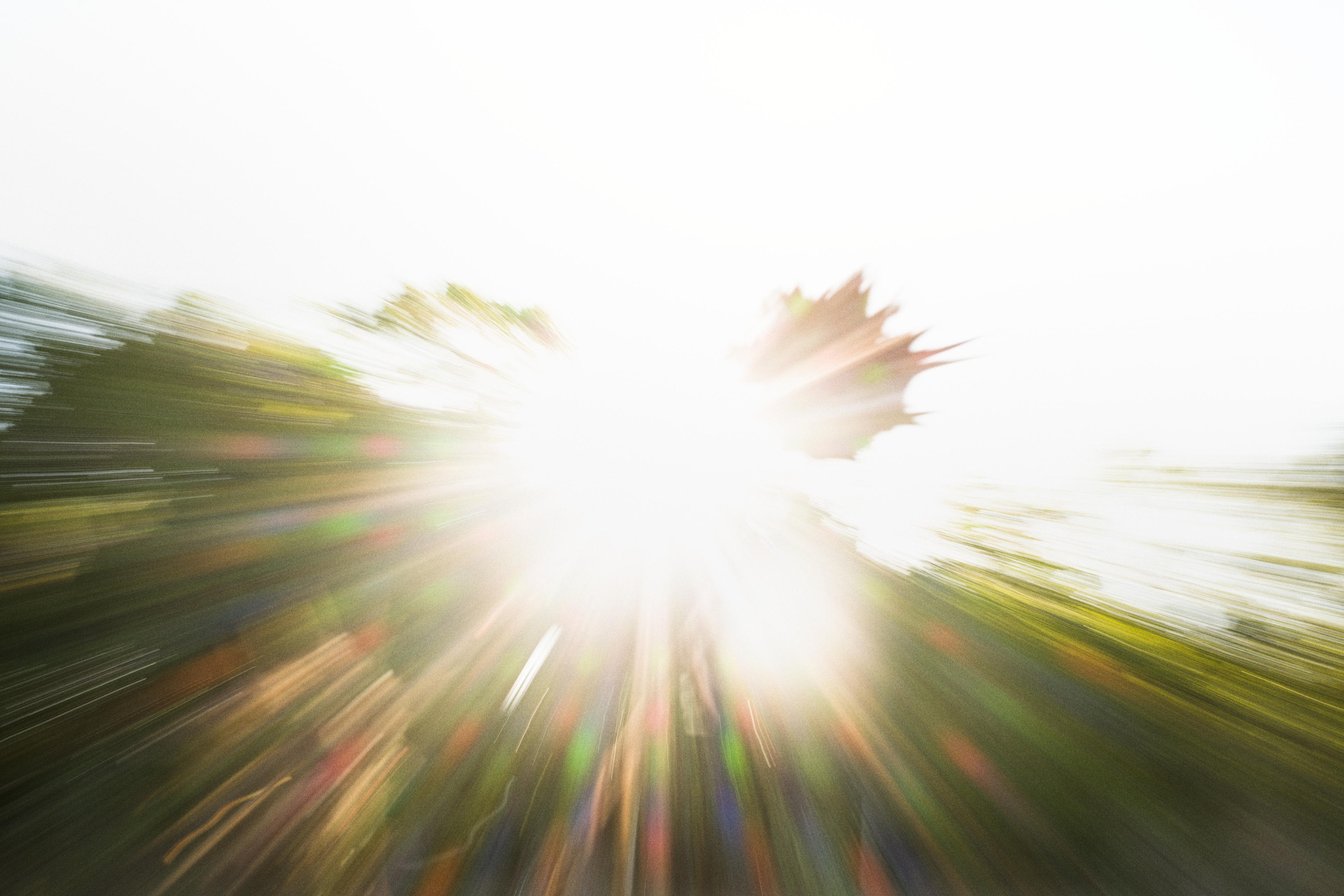 photo contre-jour, lumière, plantes, Julien Franck