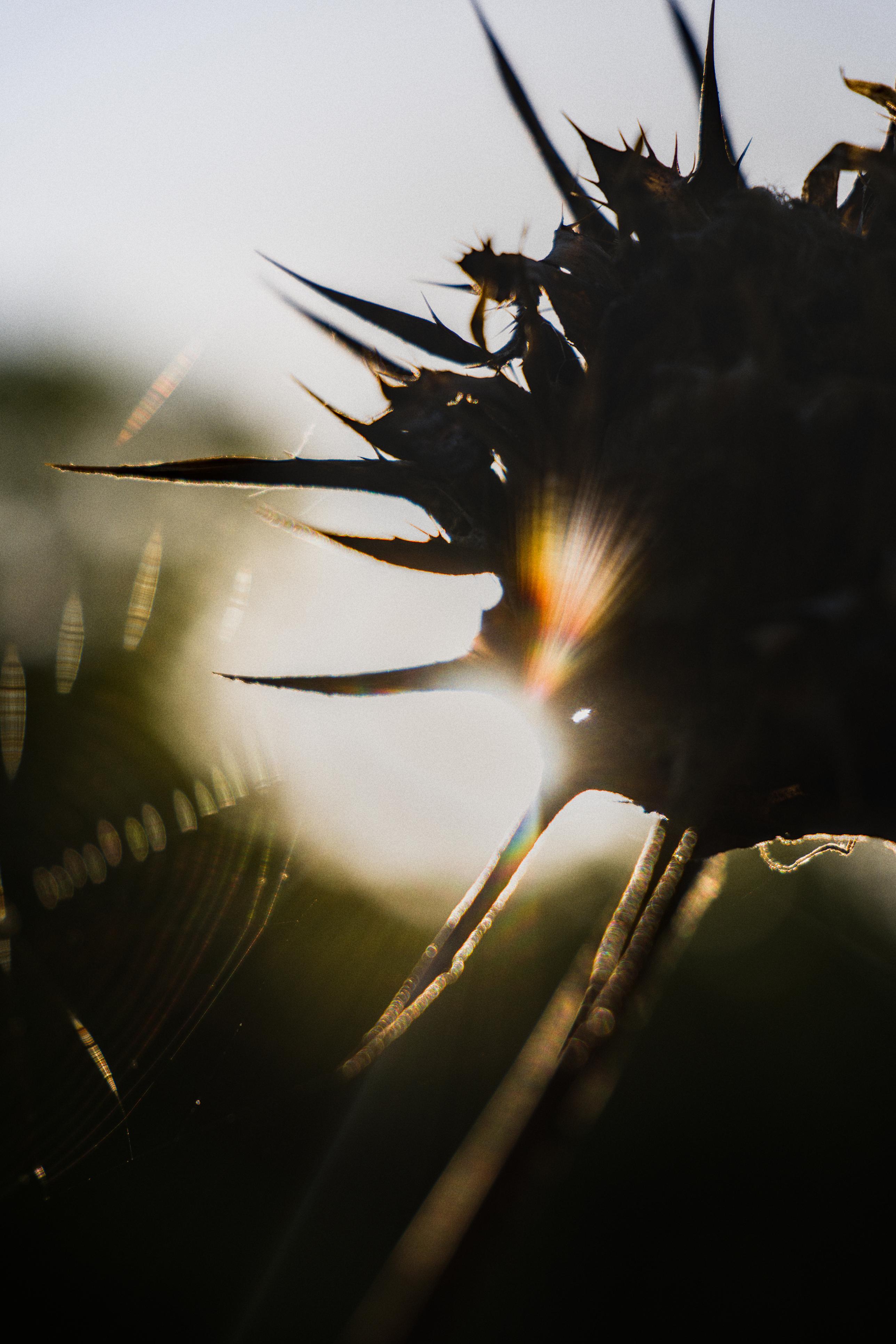 photo contre-jour, lumière, plantes, Julien Franck