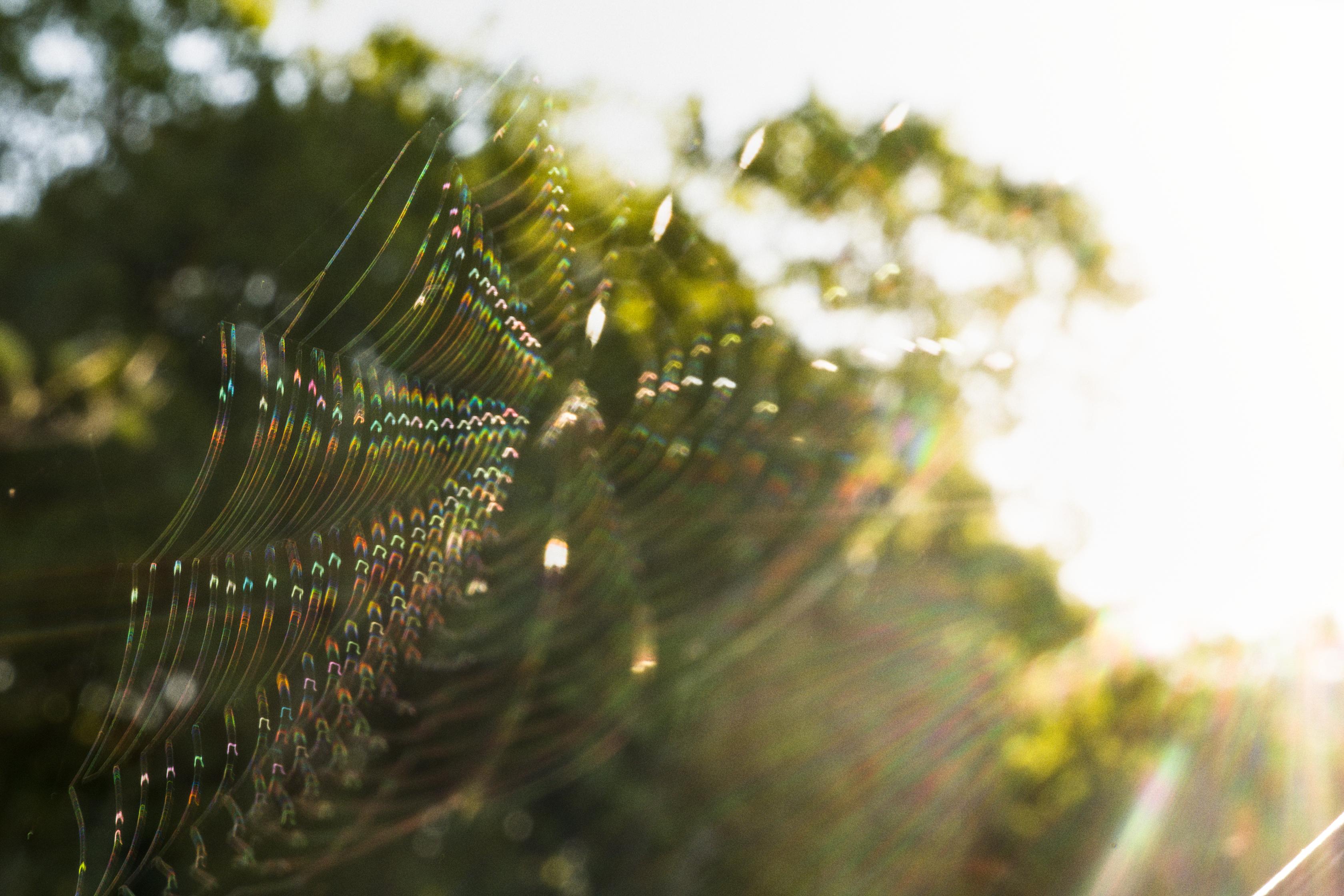 photo contre-jour, lumière, plantes, Julien Franck