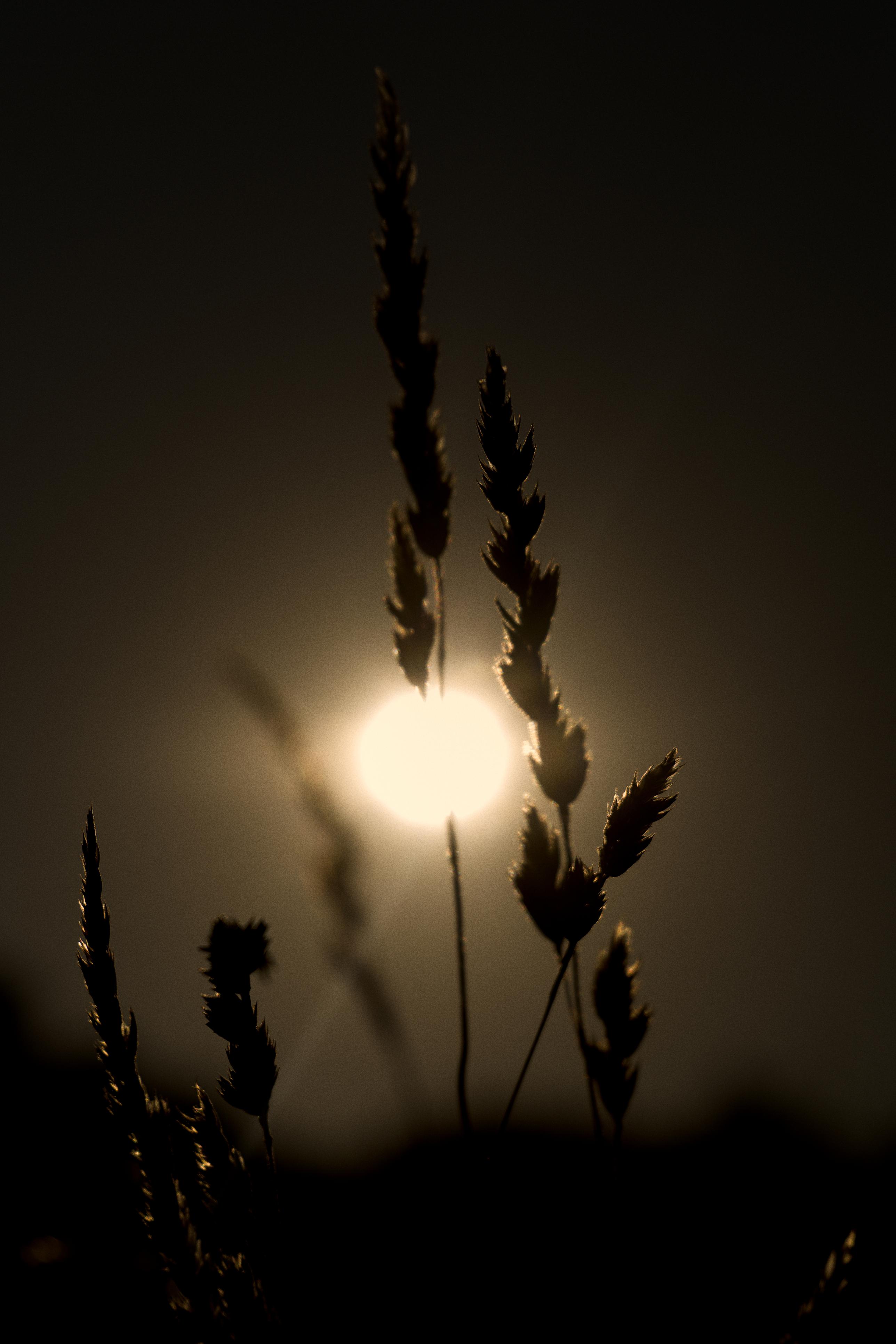 photo contre-jour, lumière, plantes, Julien Franck