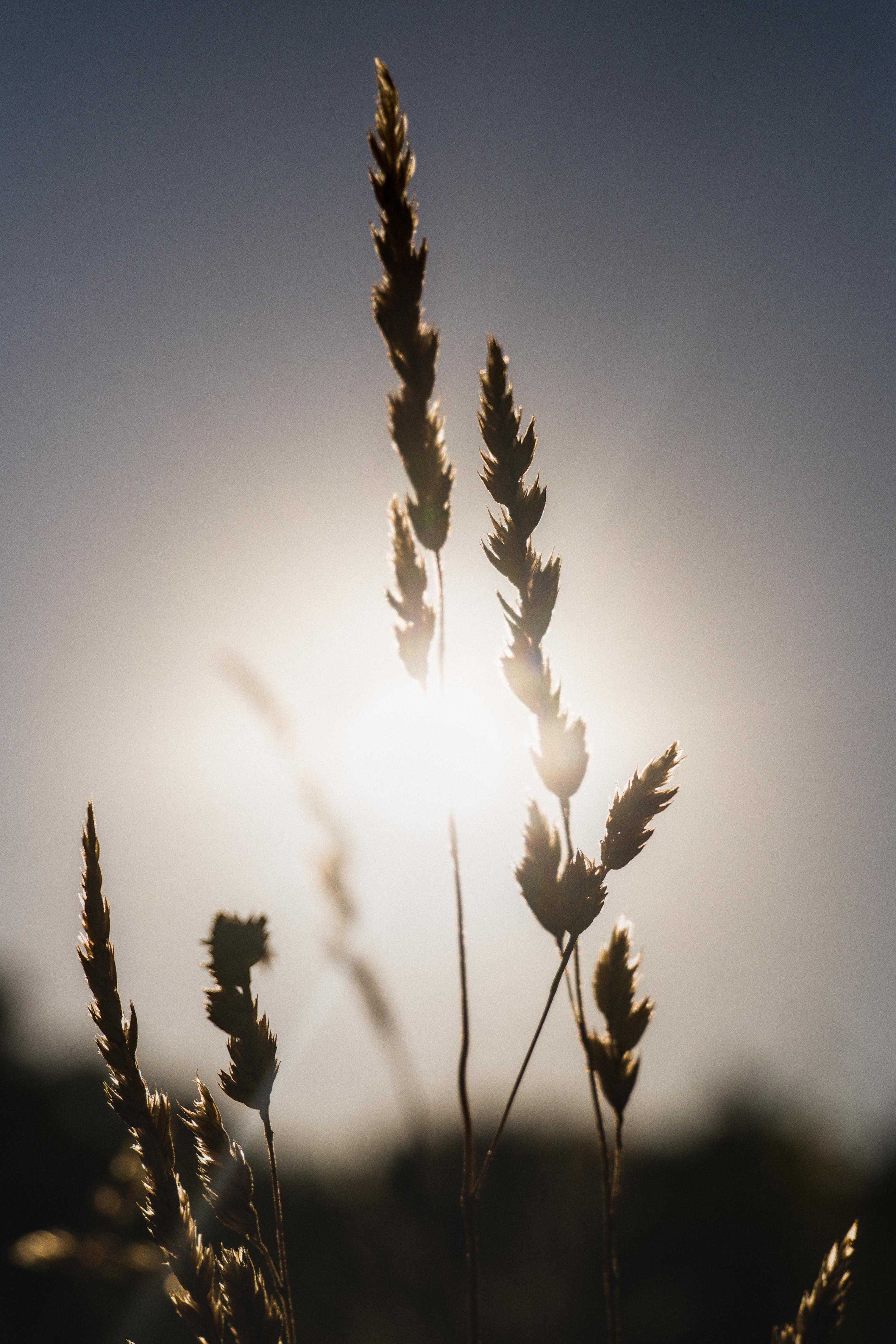 photo contre-jour, lumière, plantes, Julien Franck