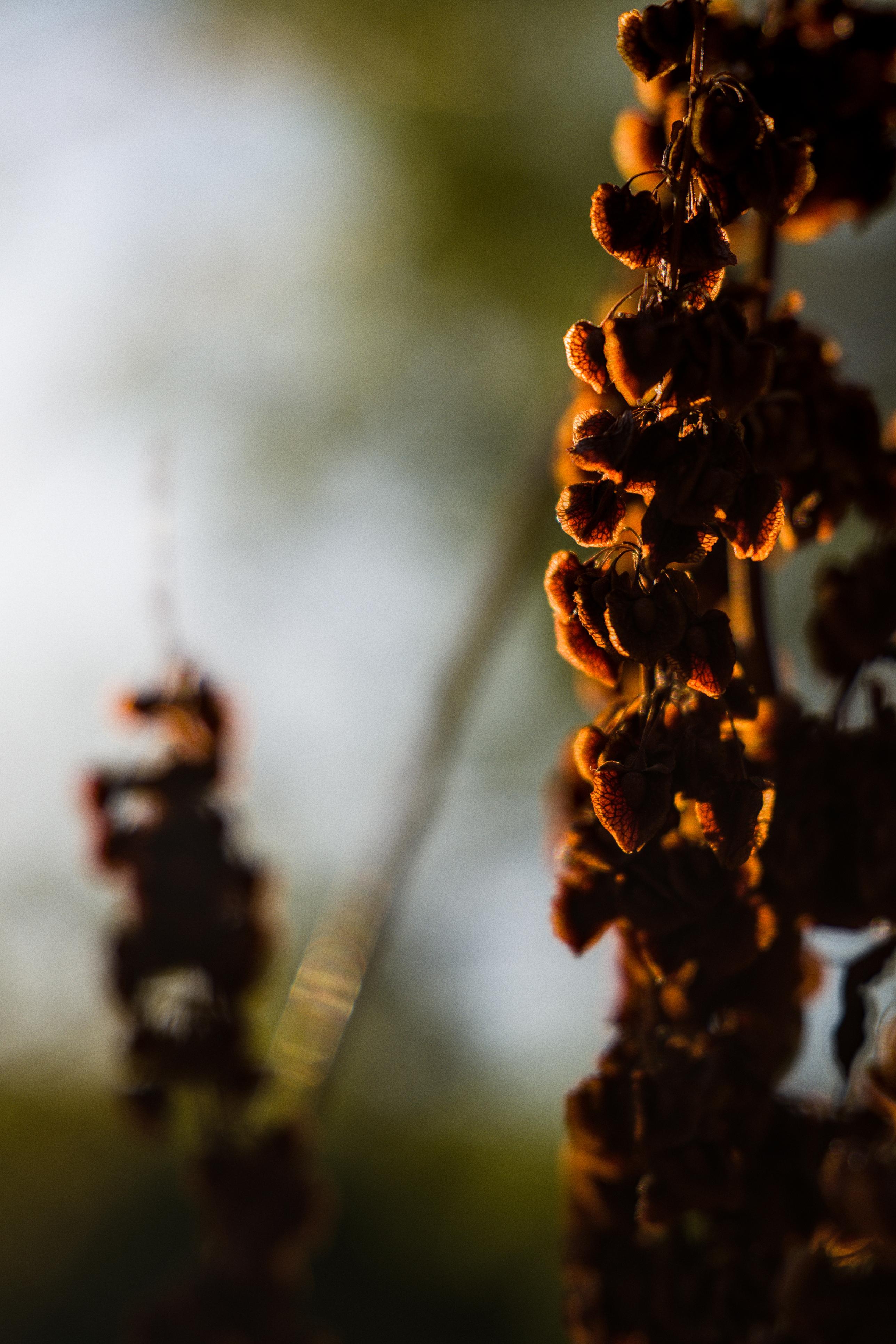 photo contre-jour, lumière, plantes, Julien Franck