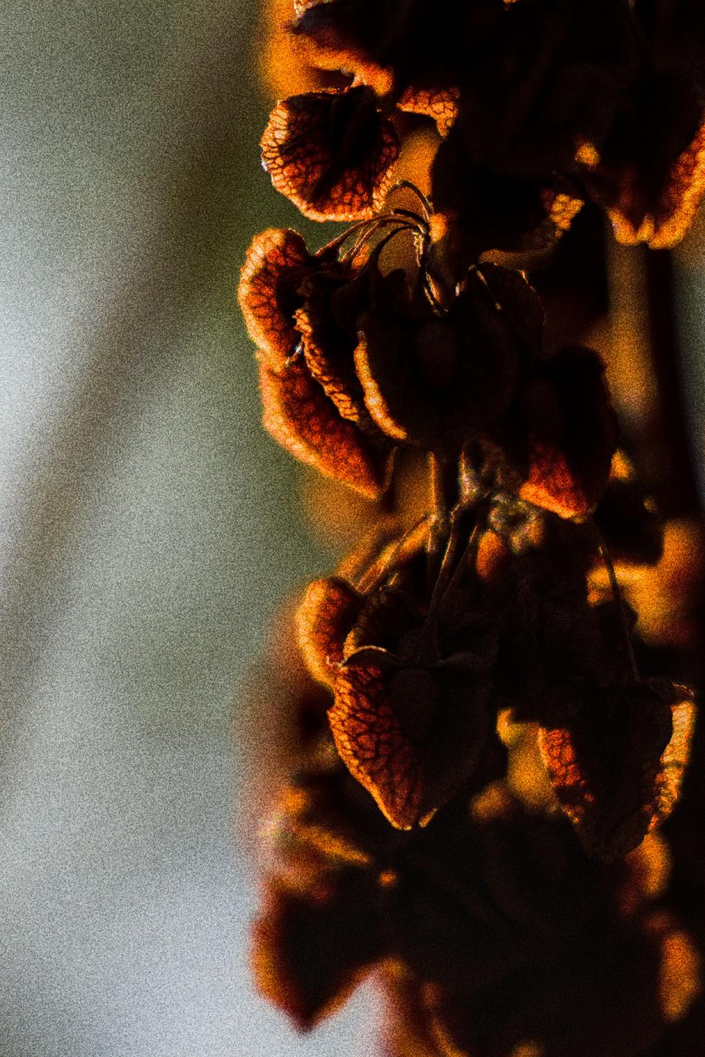 photo contre-jour, lumière, plantes, Julien Franck