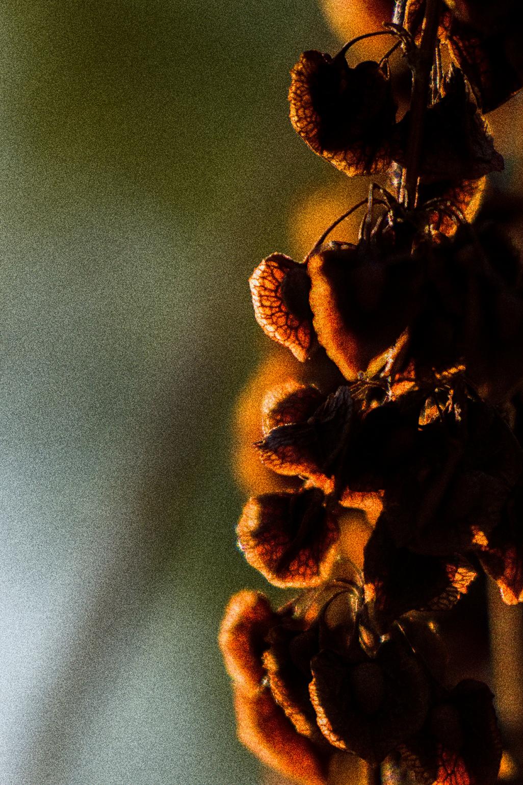 photo contre-jour, lumière, plantes, Julien Franck