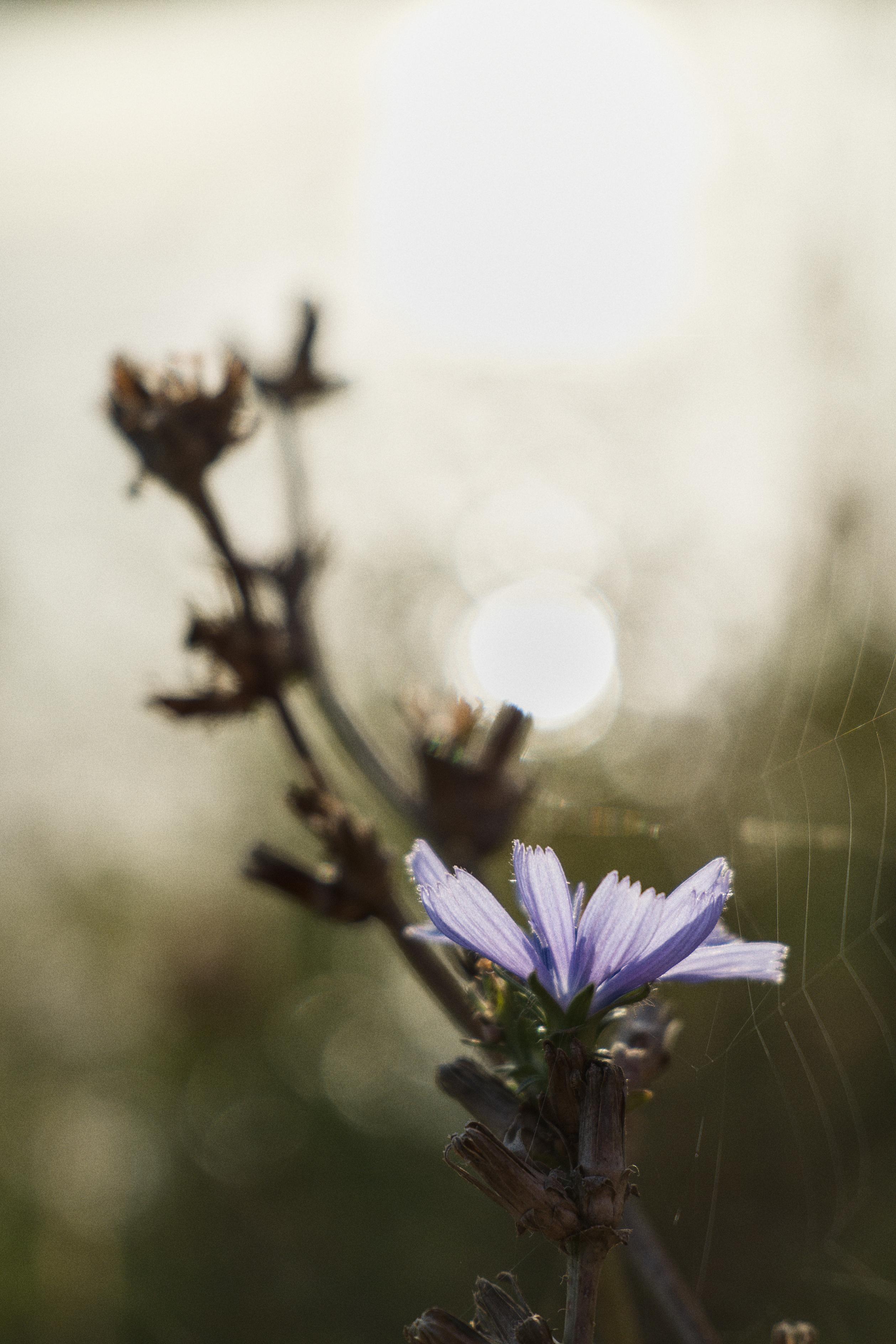 photo contre-jour, lumière, plantes, Julien Franck
