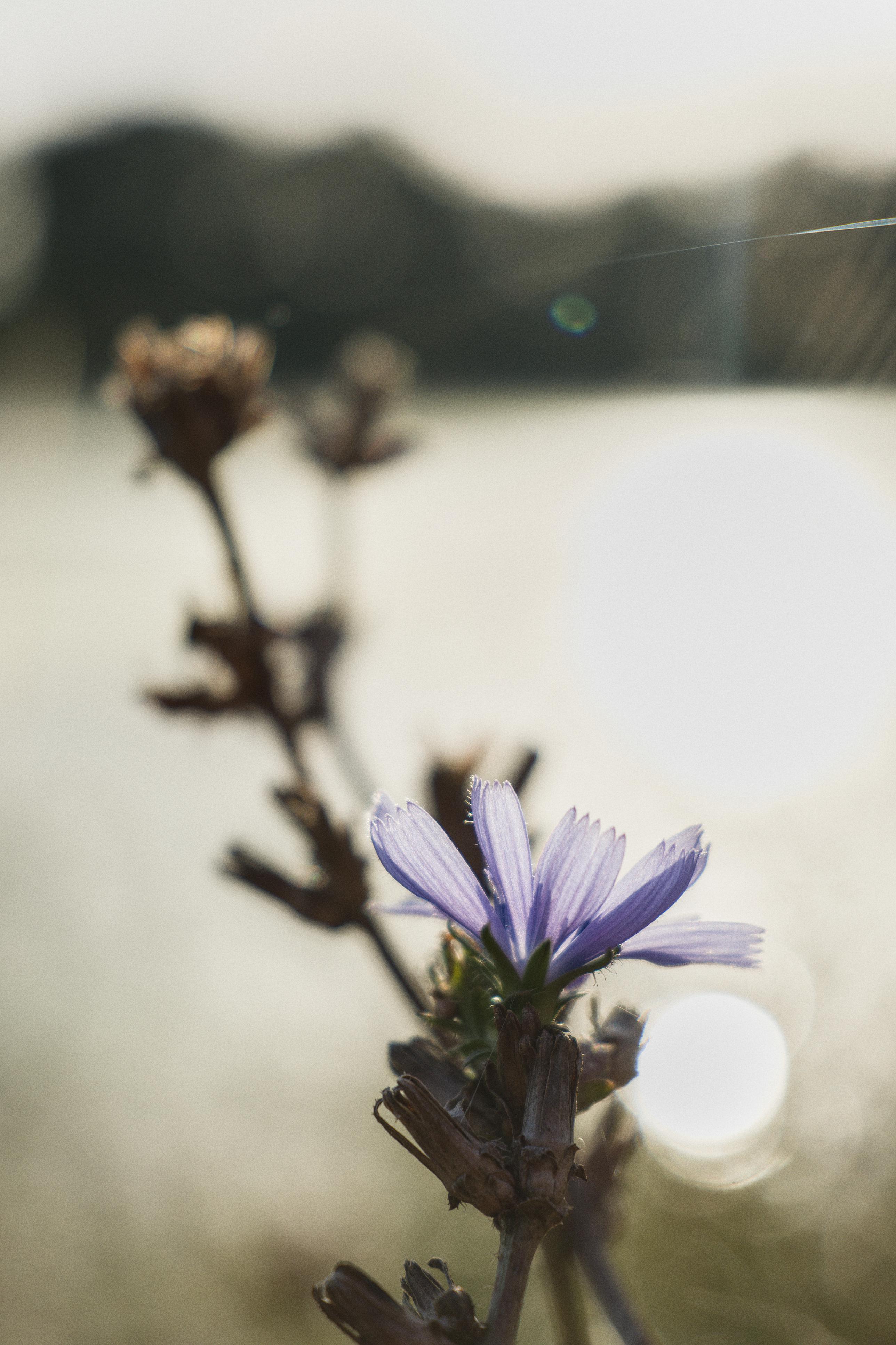photo contre-jour, lumière, plantes, Julien Franck