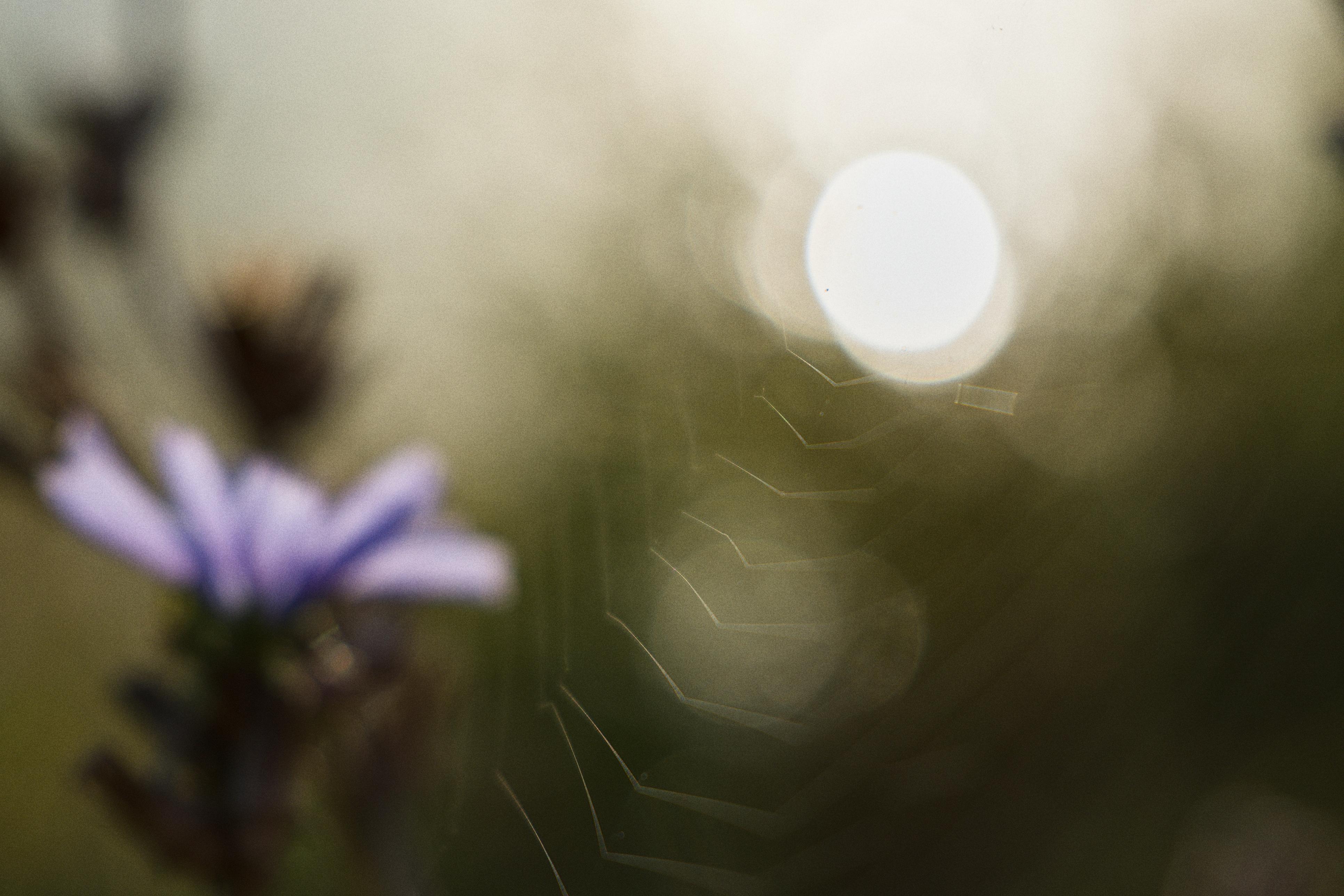 photo contre-jour, lumière, plantes, Julien Franck
