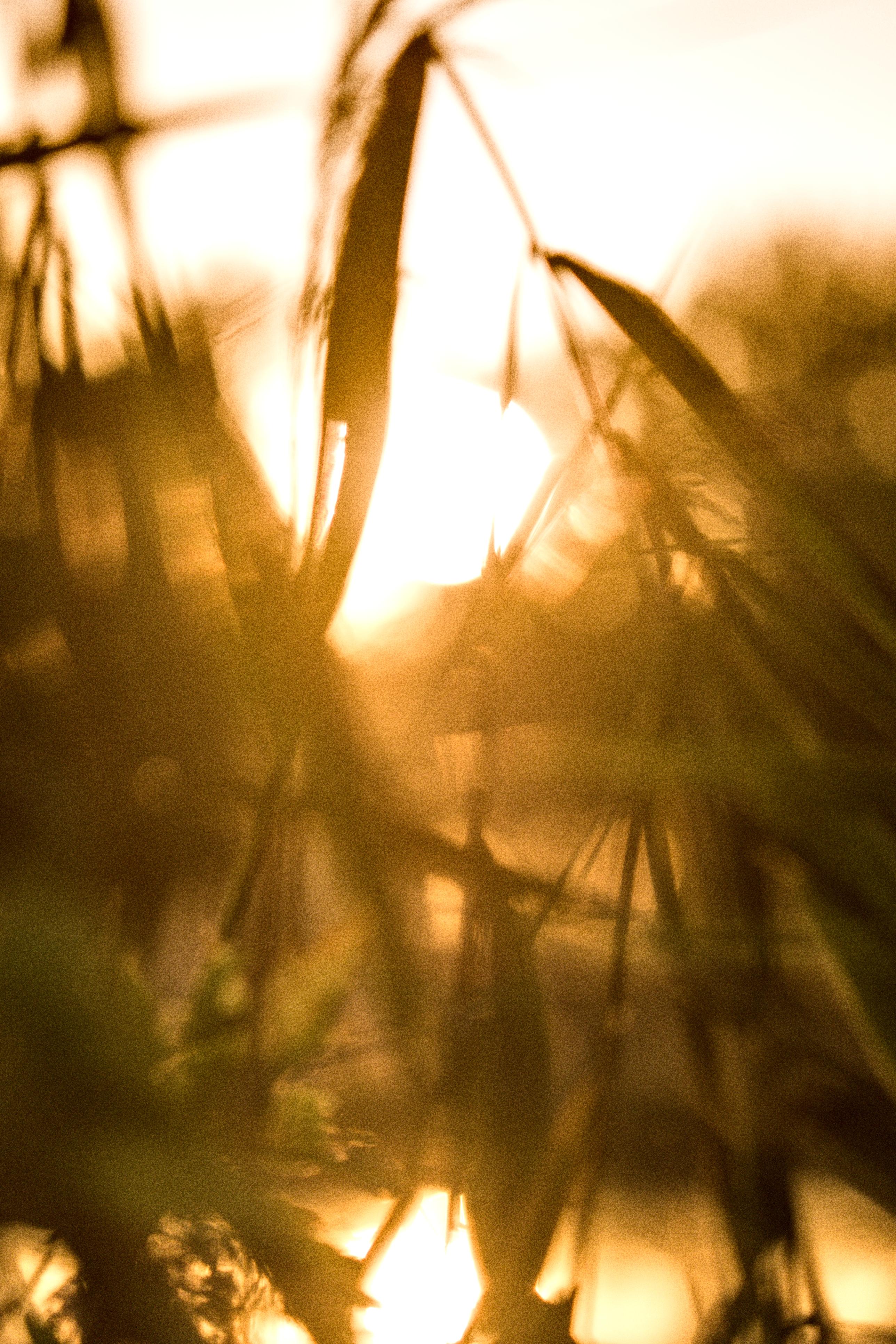 photo contre-jour, lumière, plantes, Julien Franck