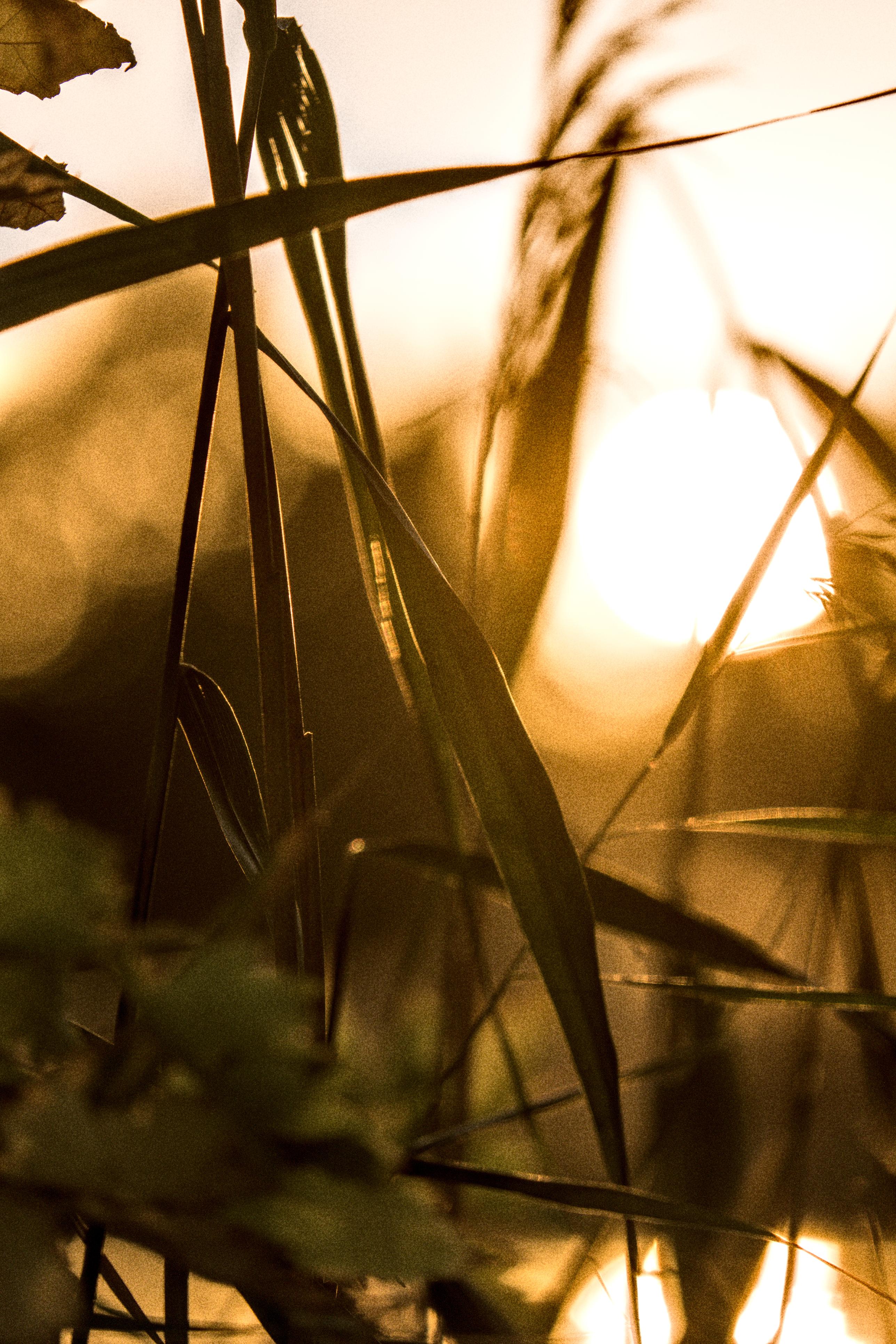 photo contre-jour, lumière, plantes, Julien Franck