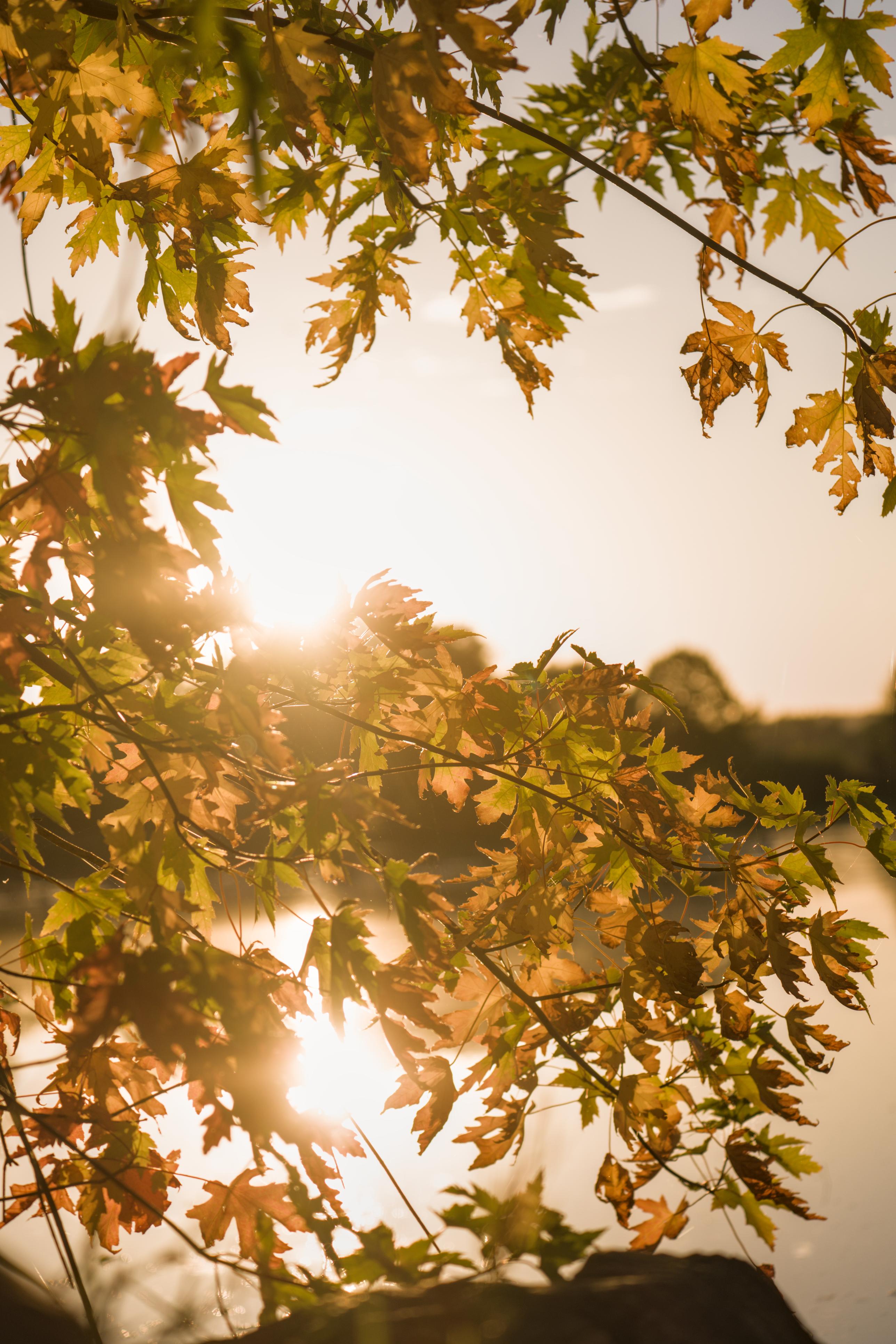 photo contre-jour, lumière, plantes, Julien Franck