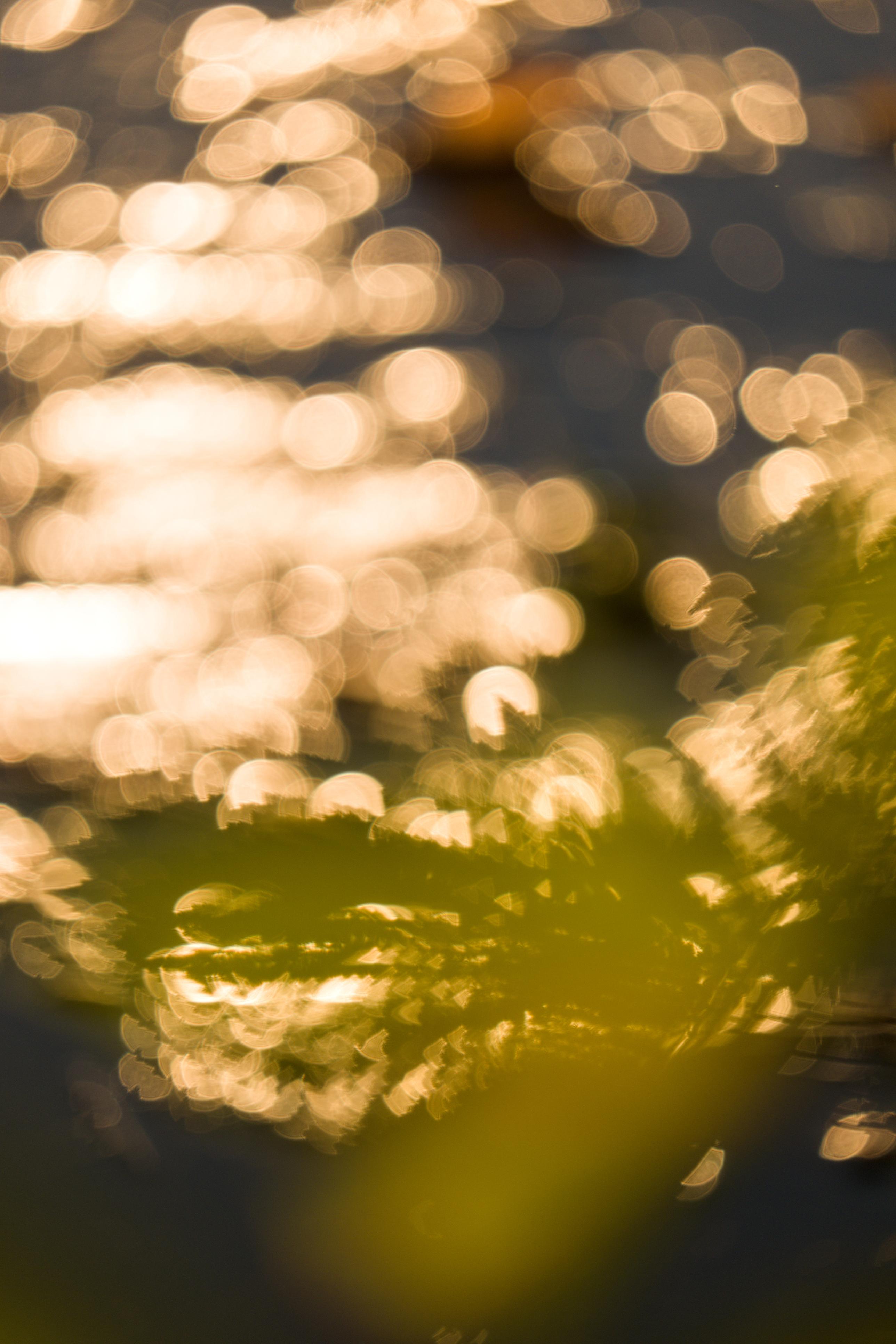 photo contre-jour, lumière, plantes, Julien Franck