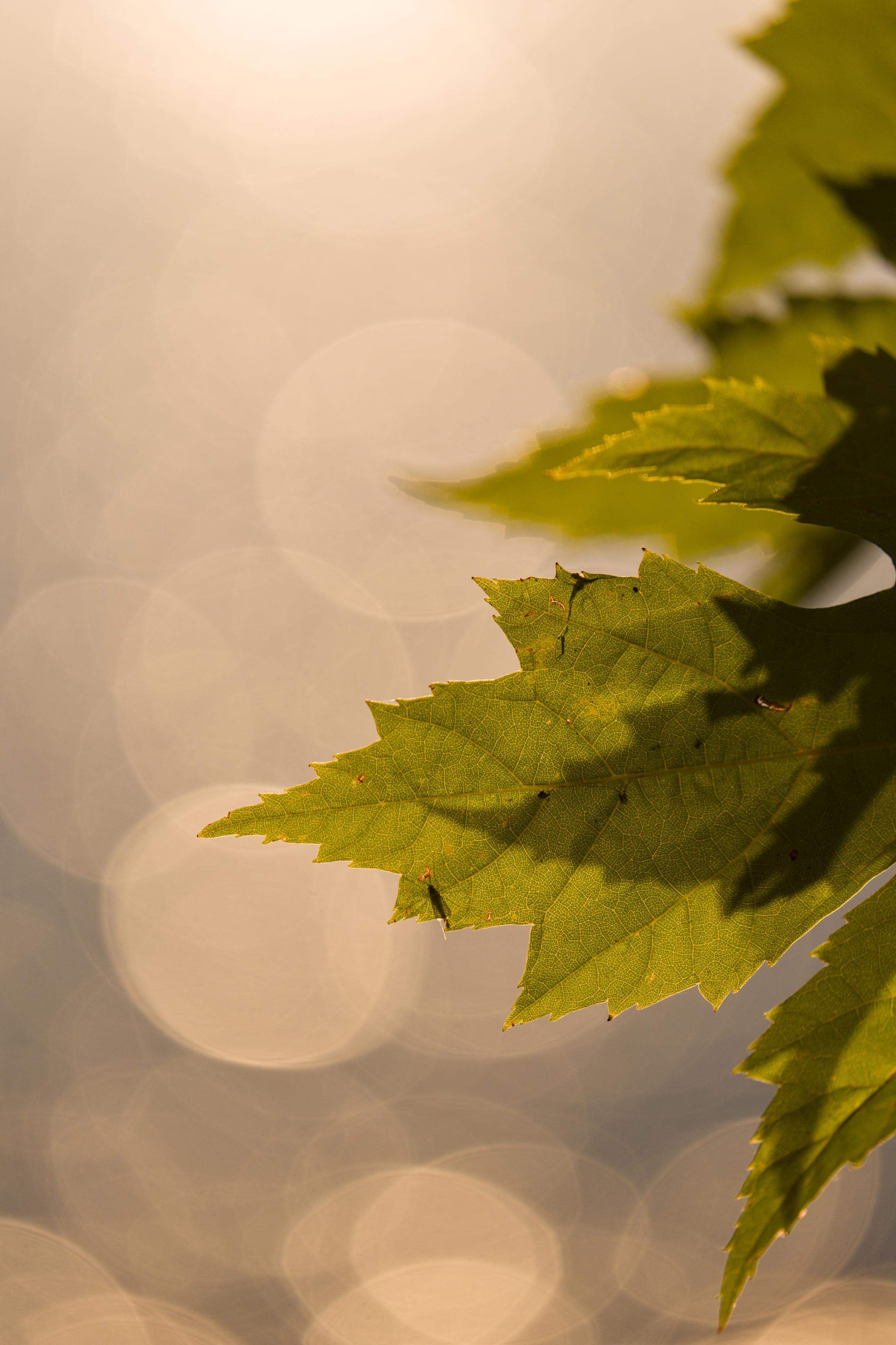 photo contre-jour, lumière, plantes, Julien Franck