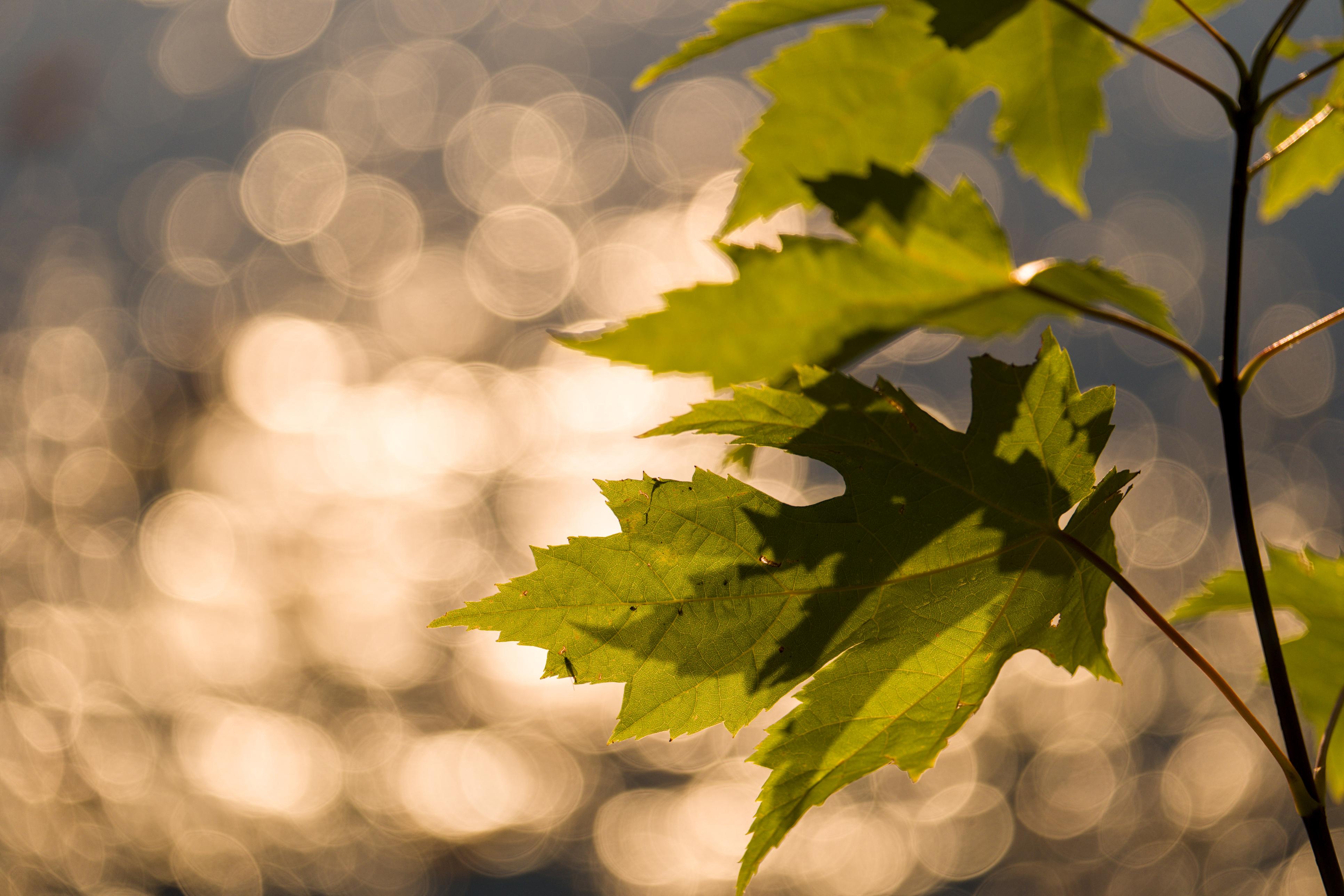 photo contre-jour, lumière, plantes, Julien Franck