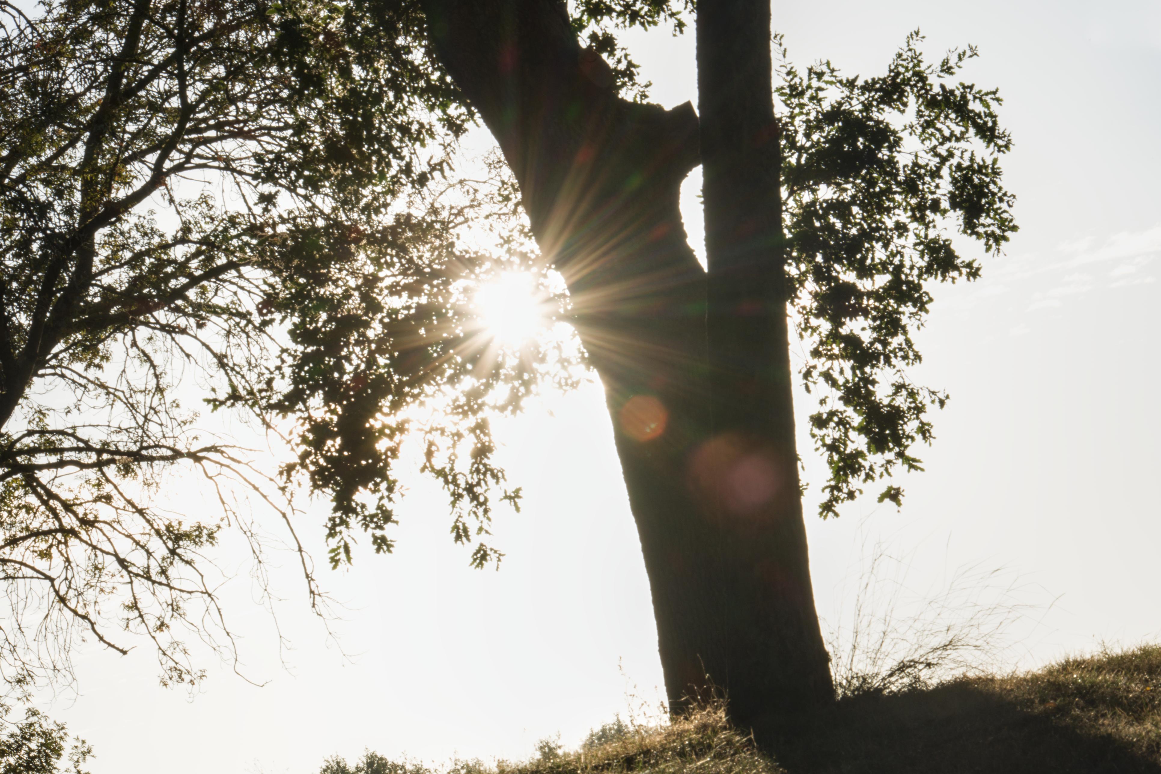 photo contre-jour, lumière, plantes, Julien Franck