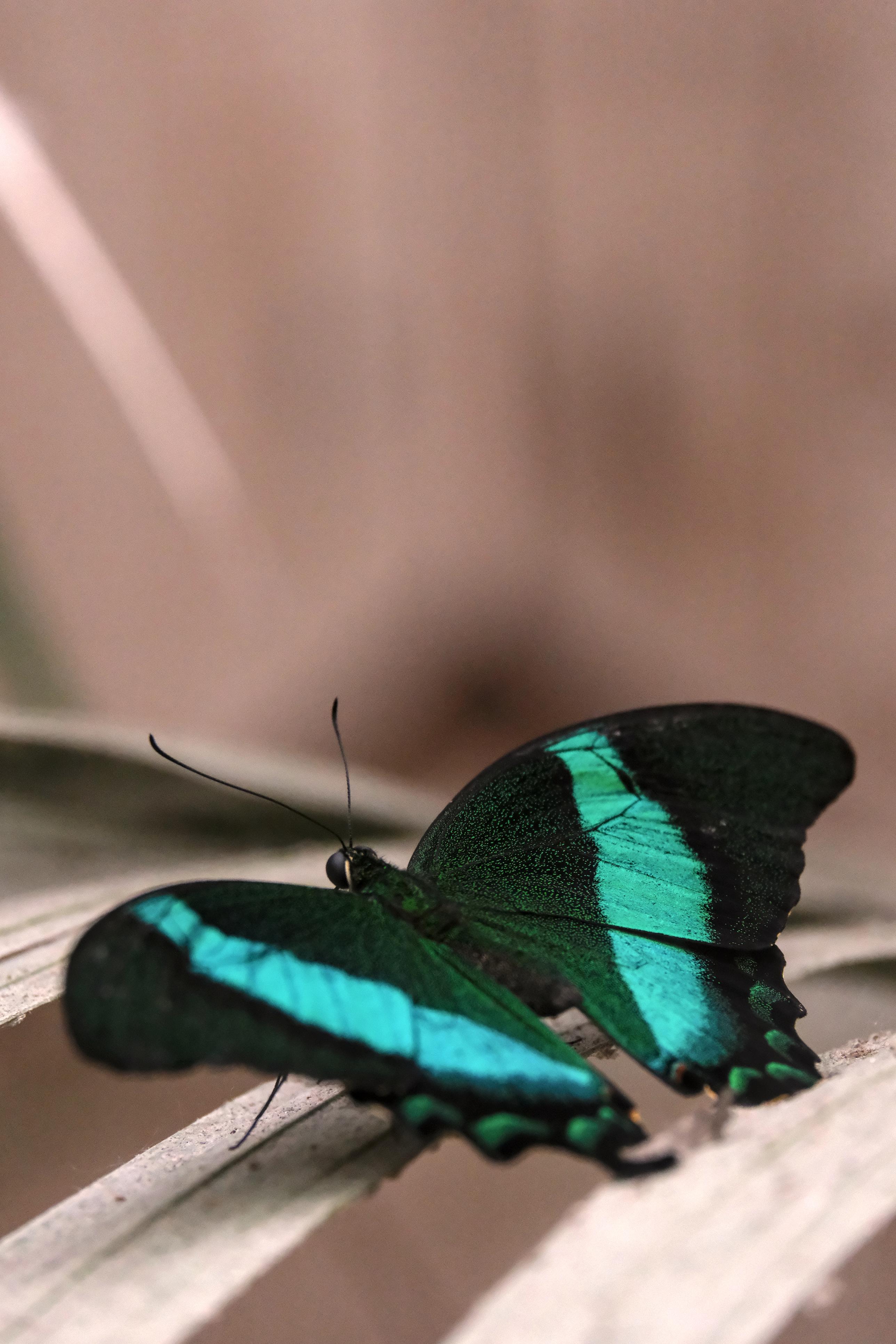 photo de papillon, Carbet Amazonien, Julien Franck