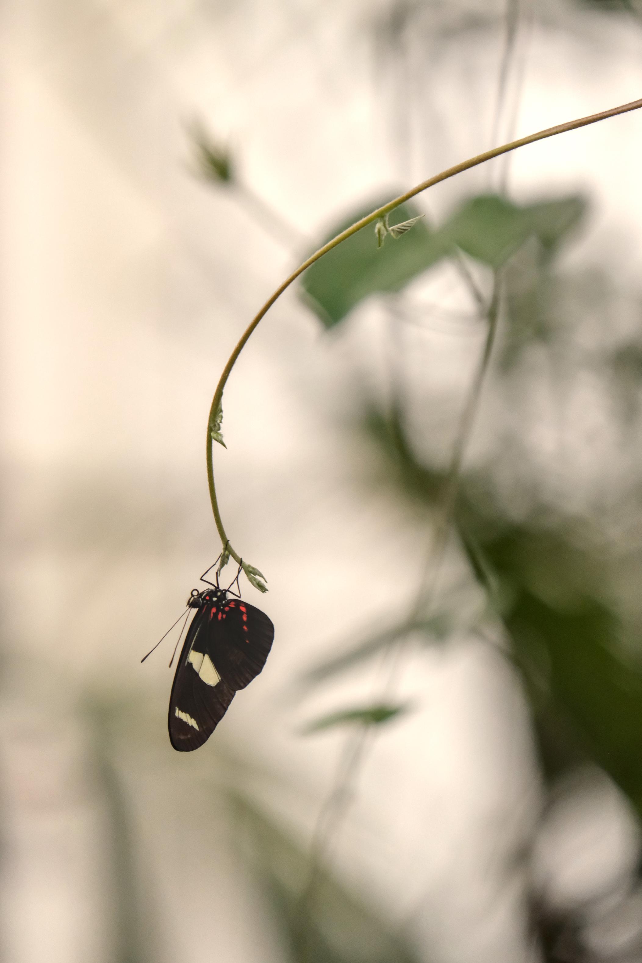 photo de papillon, Carbet Amazonien, Julien Franck