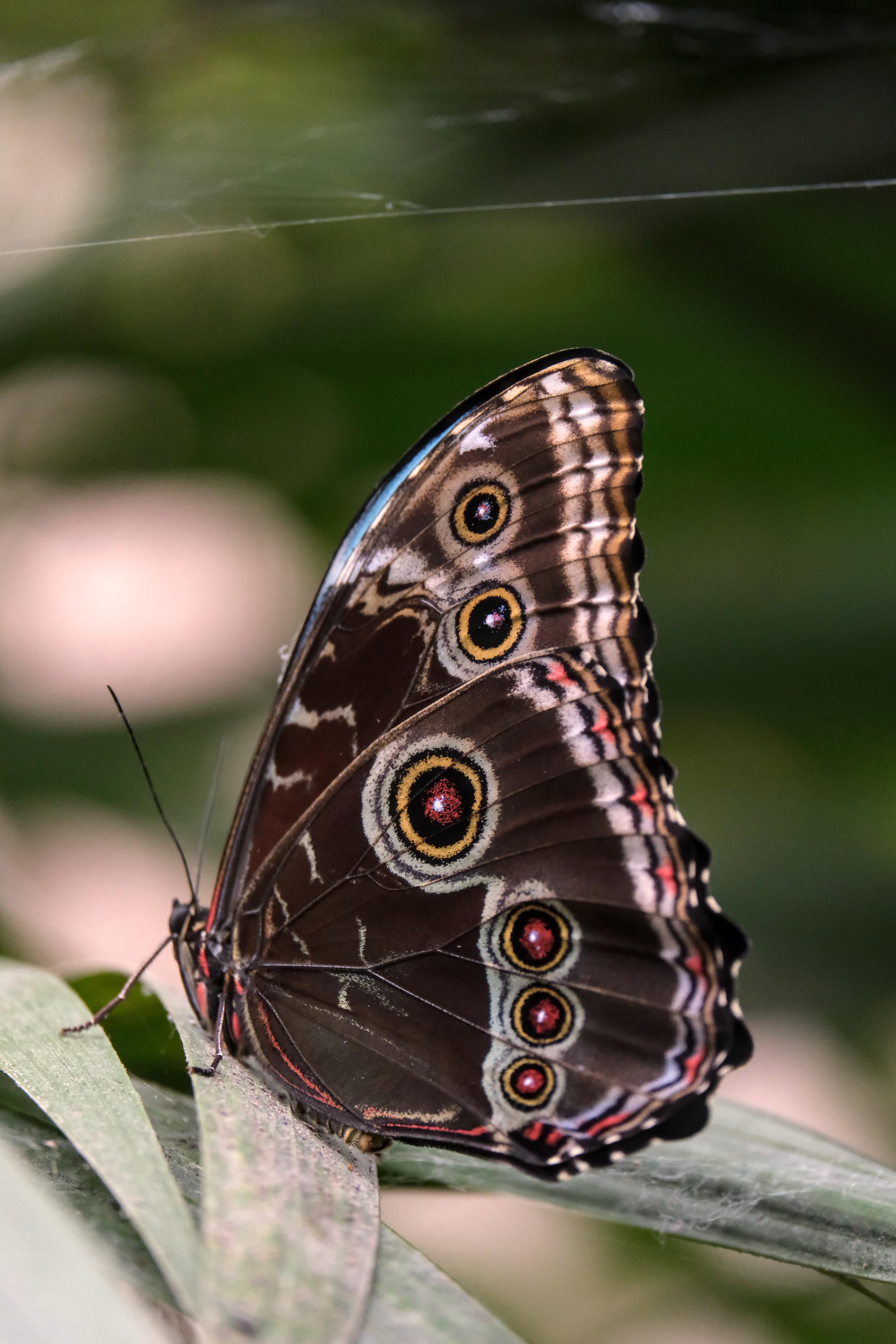 photo de papillon, Carbet Amazonien, Julien Franck