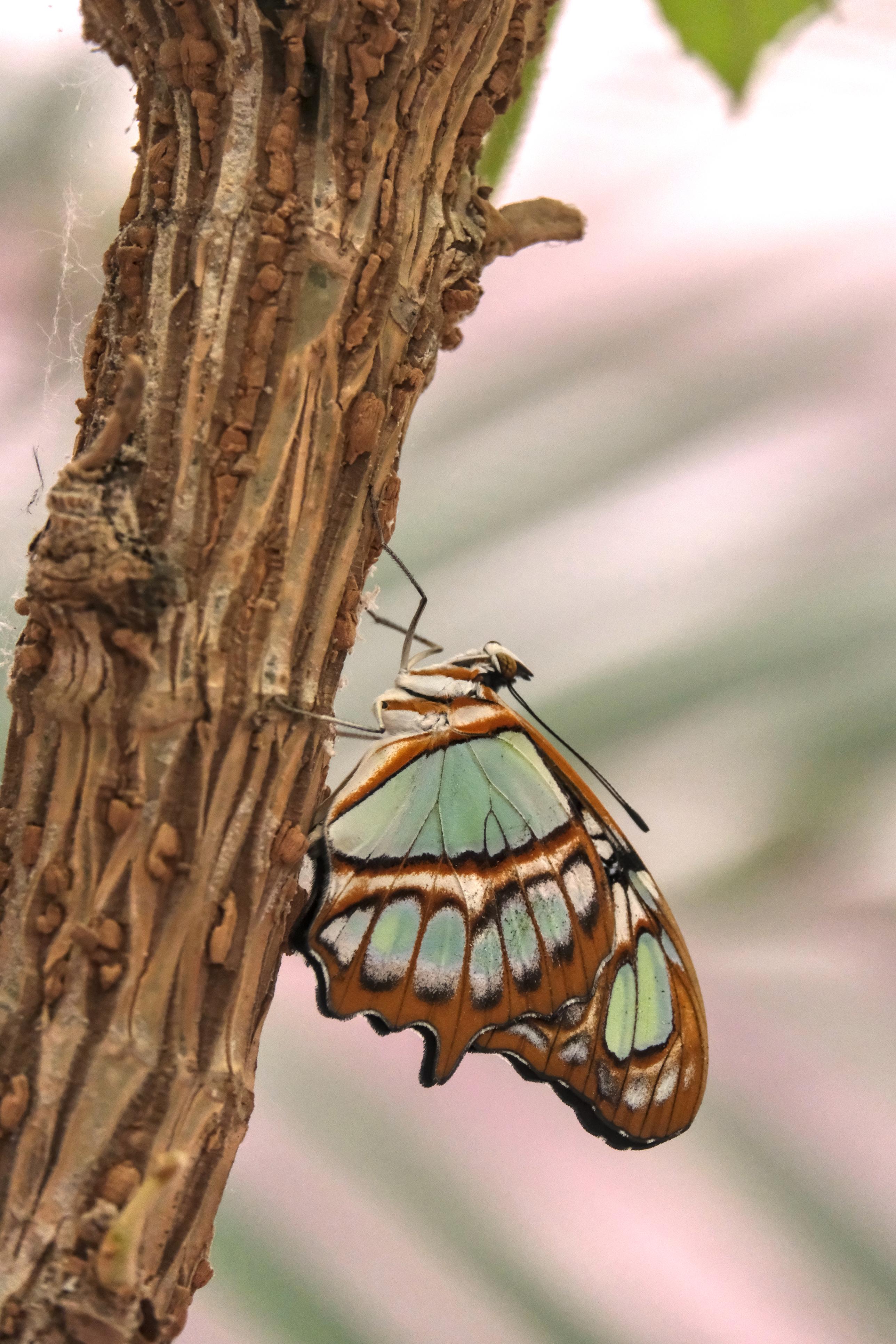 photo de papillon, Carbet Amazonien, Julien Franck