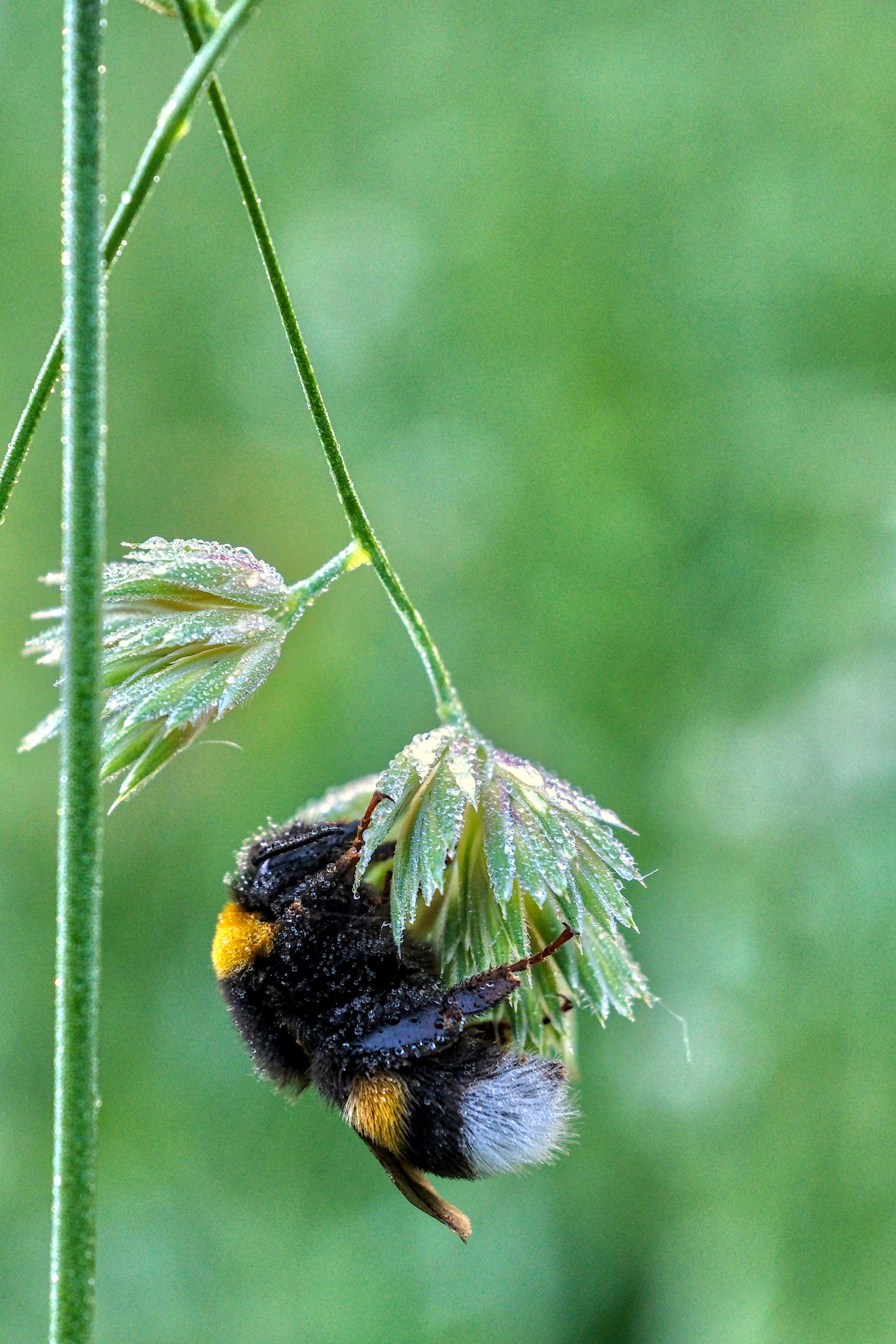 photo de bourdon, Julien Franck