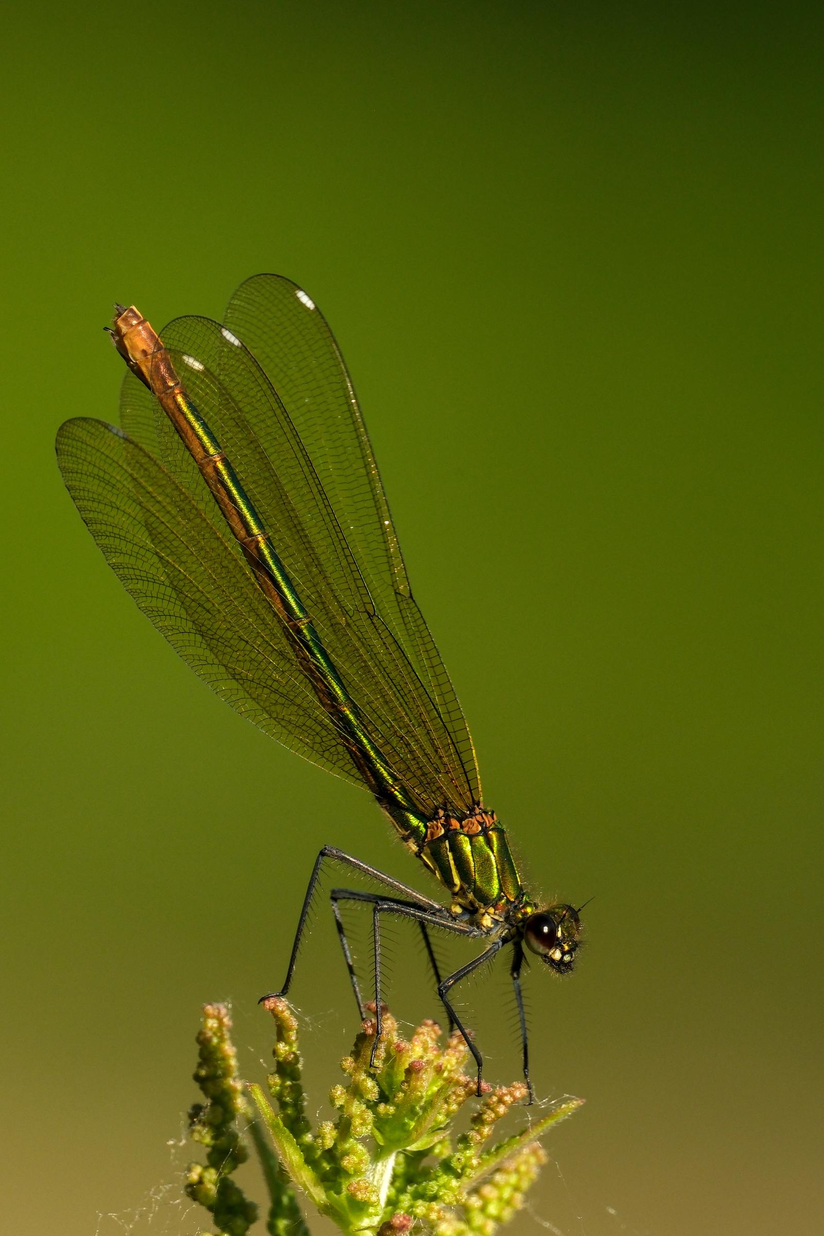 photo de demoiselle femelle, Julien Franck