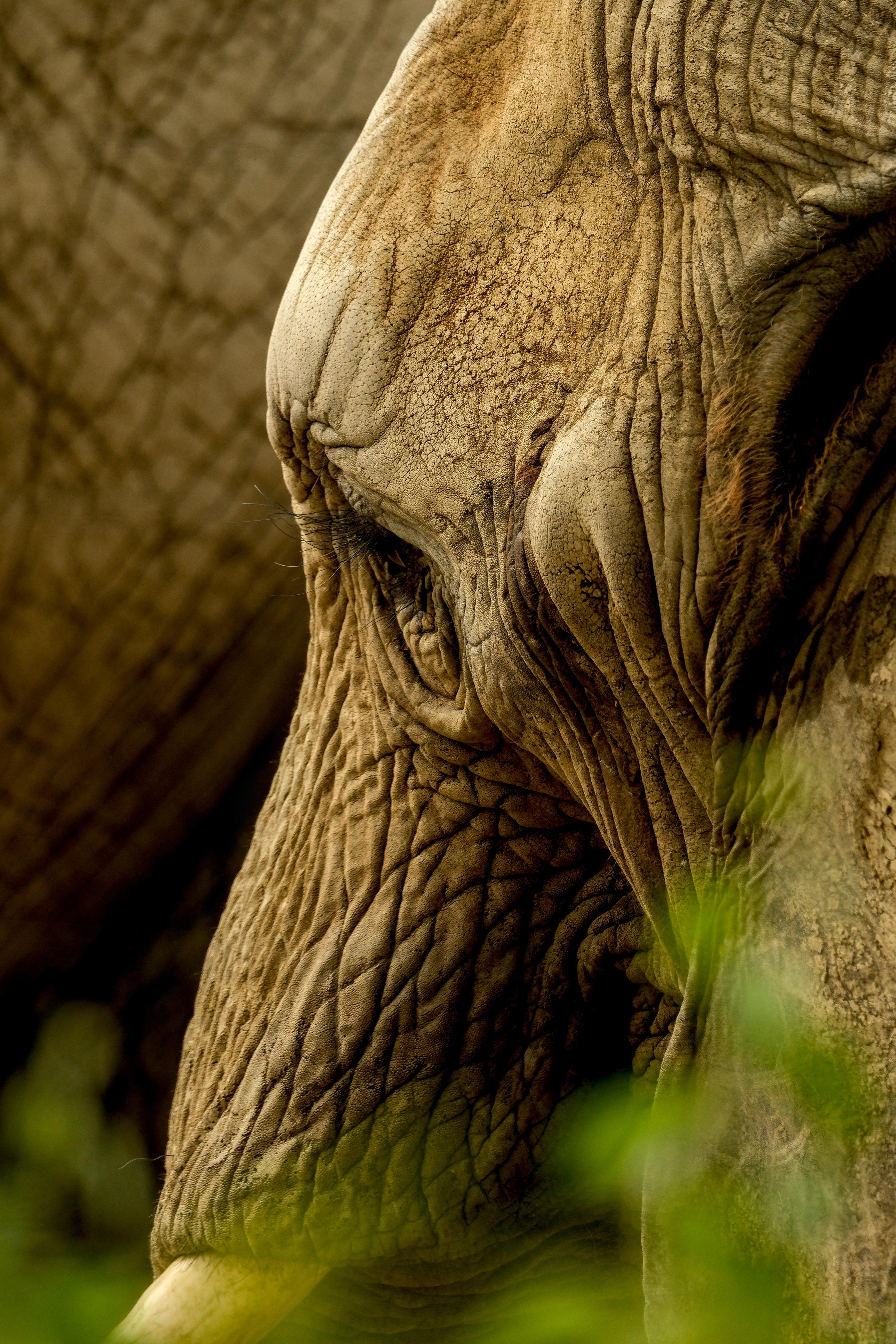 photo d'éléphant, zoo African Safari, Julien Franck