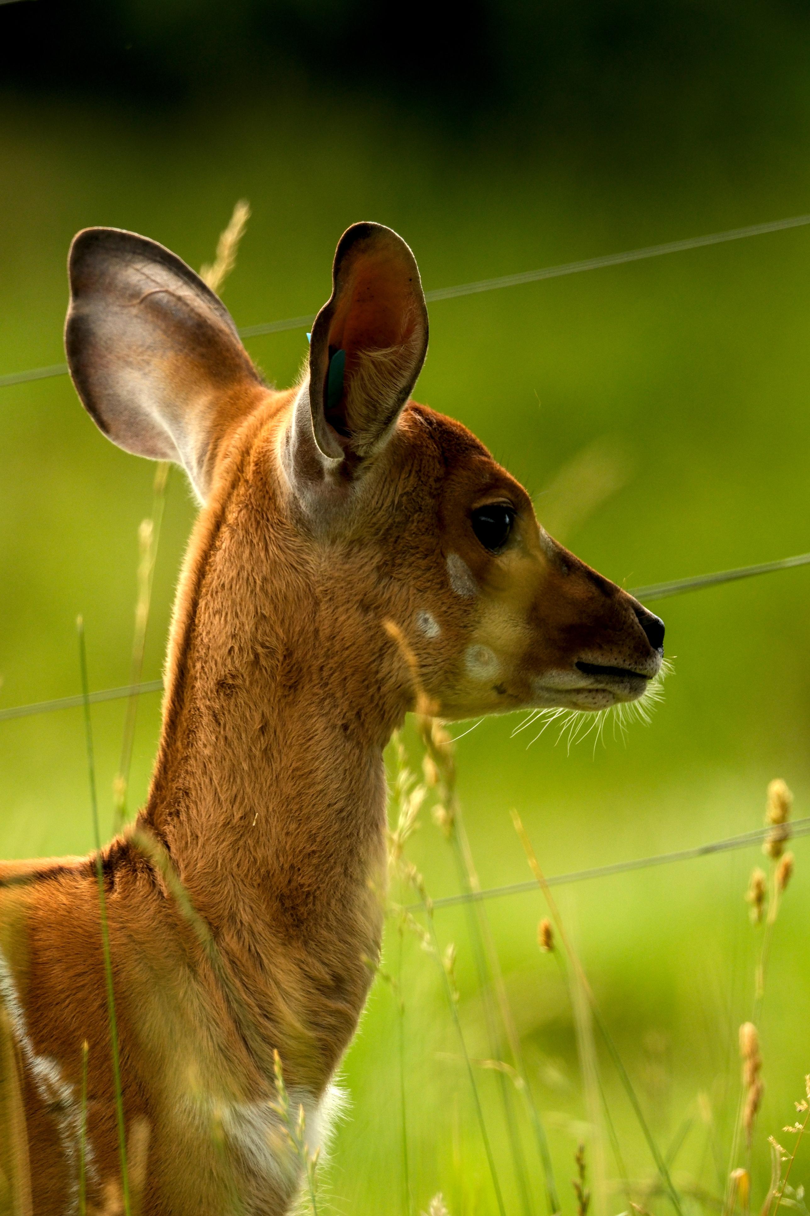 photo de chevreuil, zoo African Safari, Julien Franck