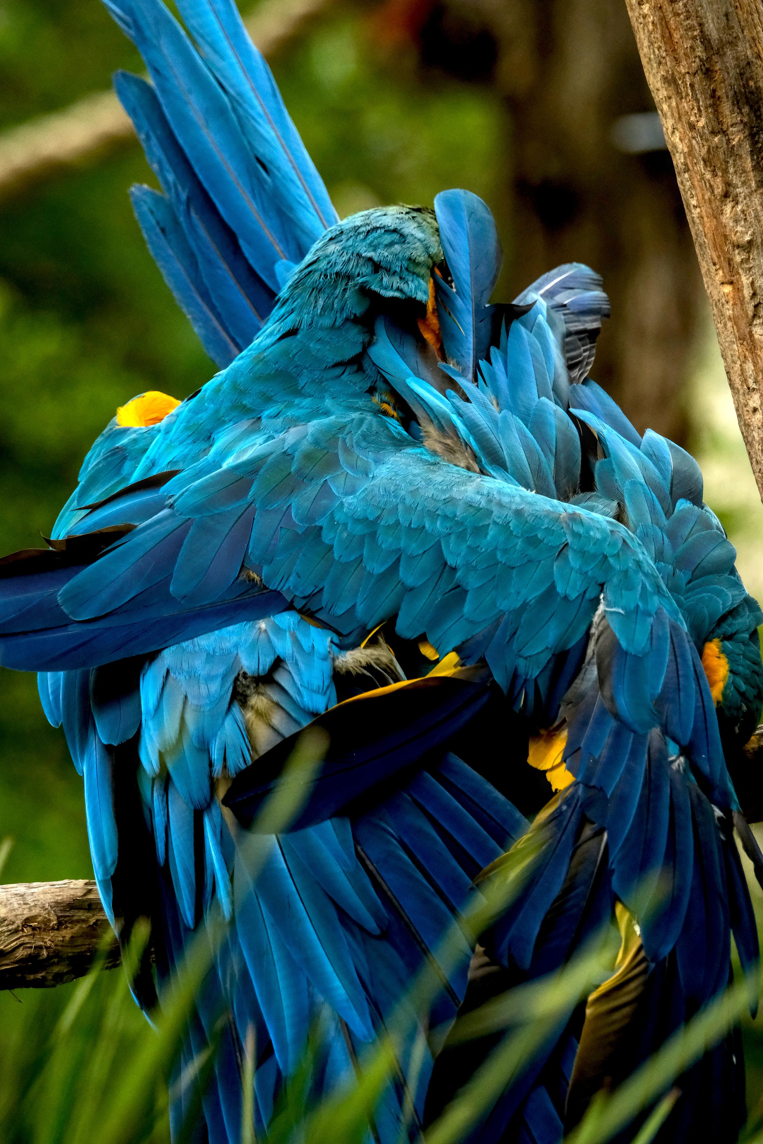 photo de péroquet, zoo African Safari, Julien Franck