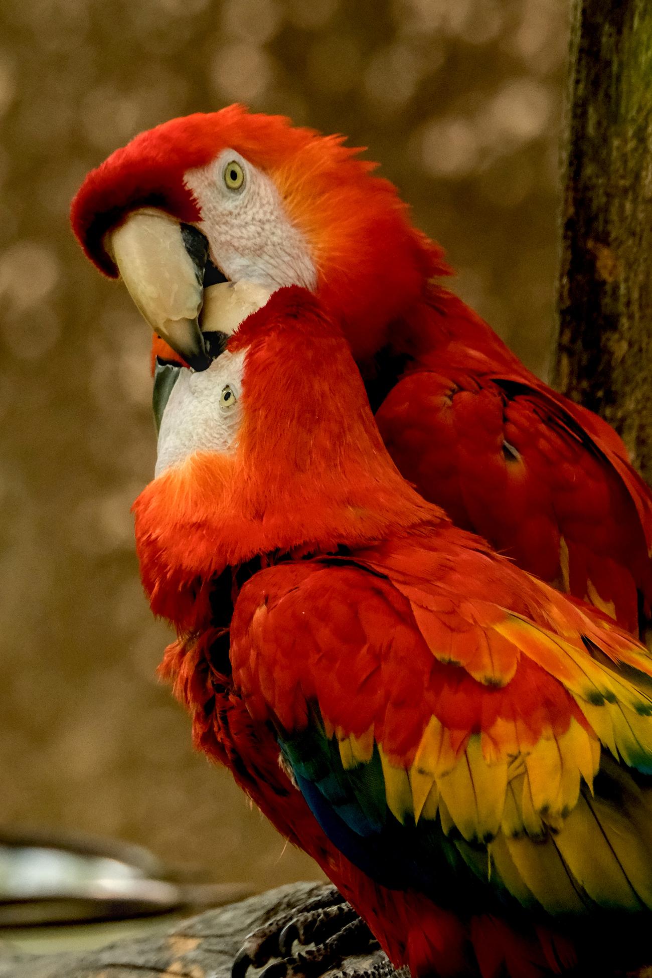 photo de péroquet, zoo African Safari, Julien Franck