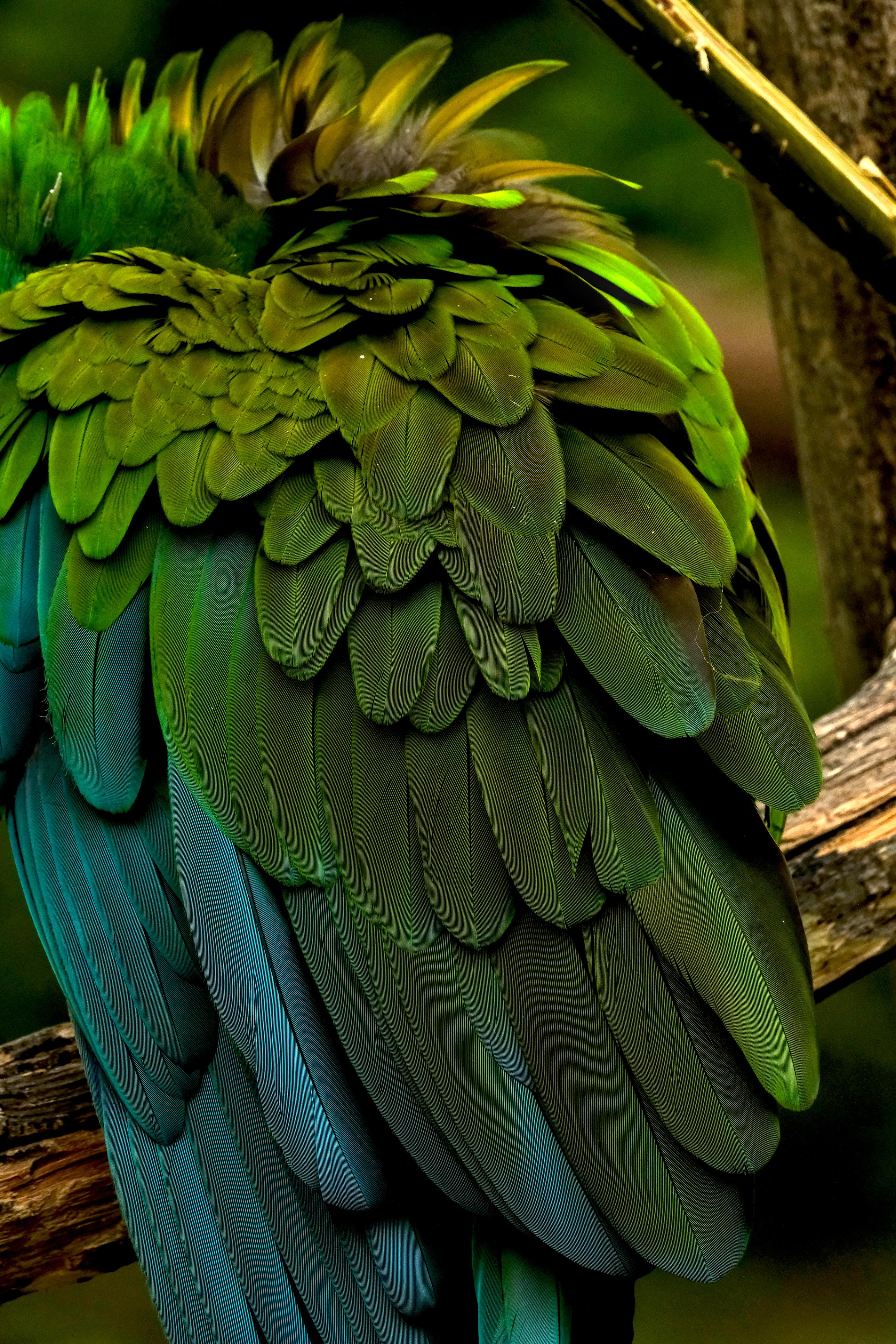 photo de péroquet, zoo African Safari, Julien Franck