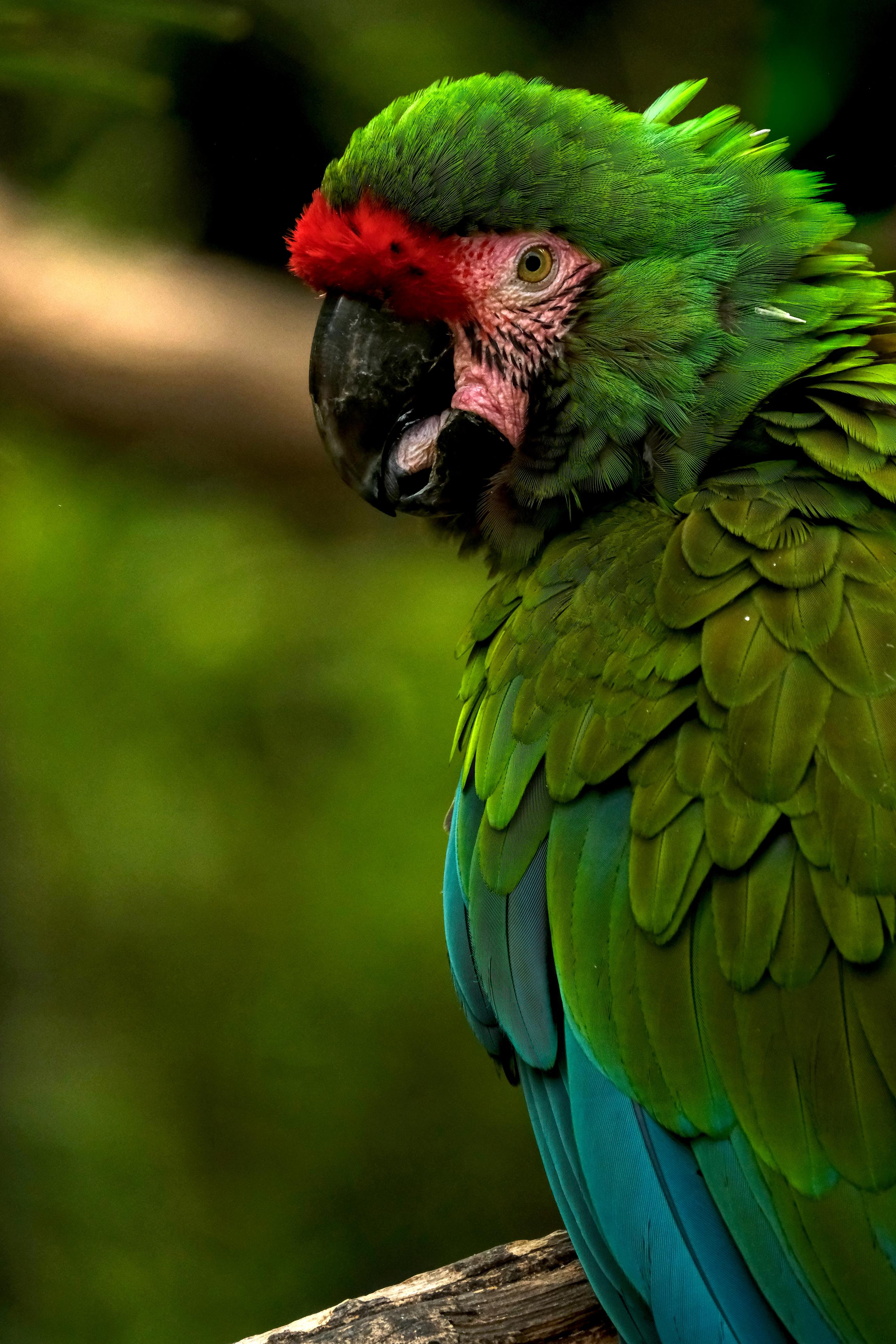 photo de péroquet, zoo African Safari, Julien Franck