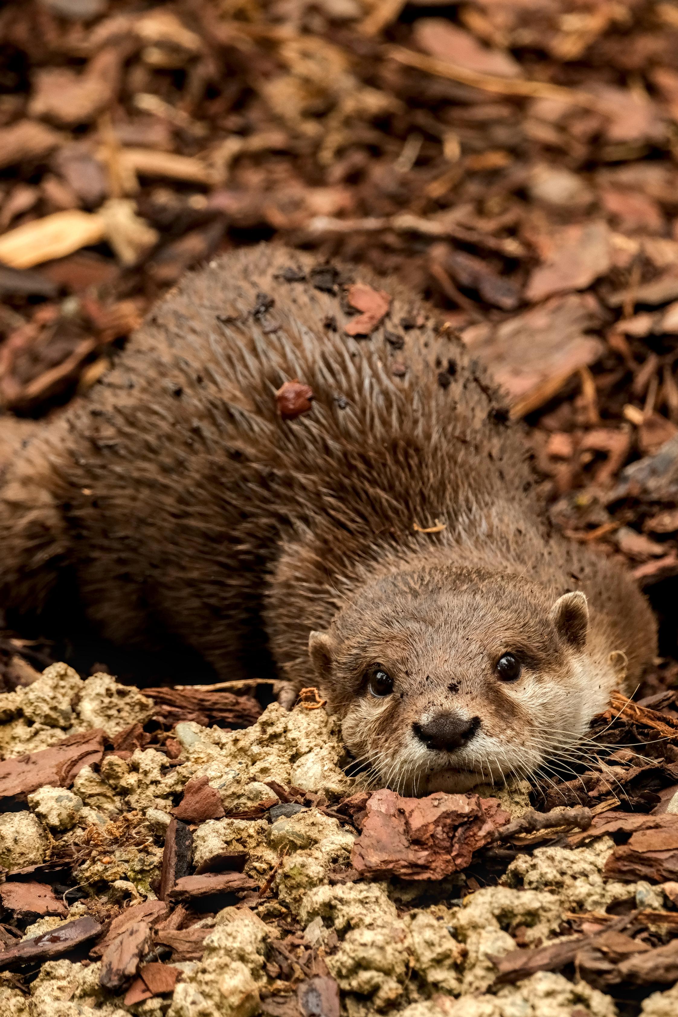 photo de loutre, zoo African Safari, Julien Franck