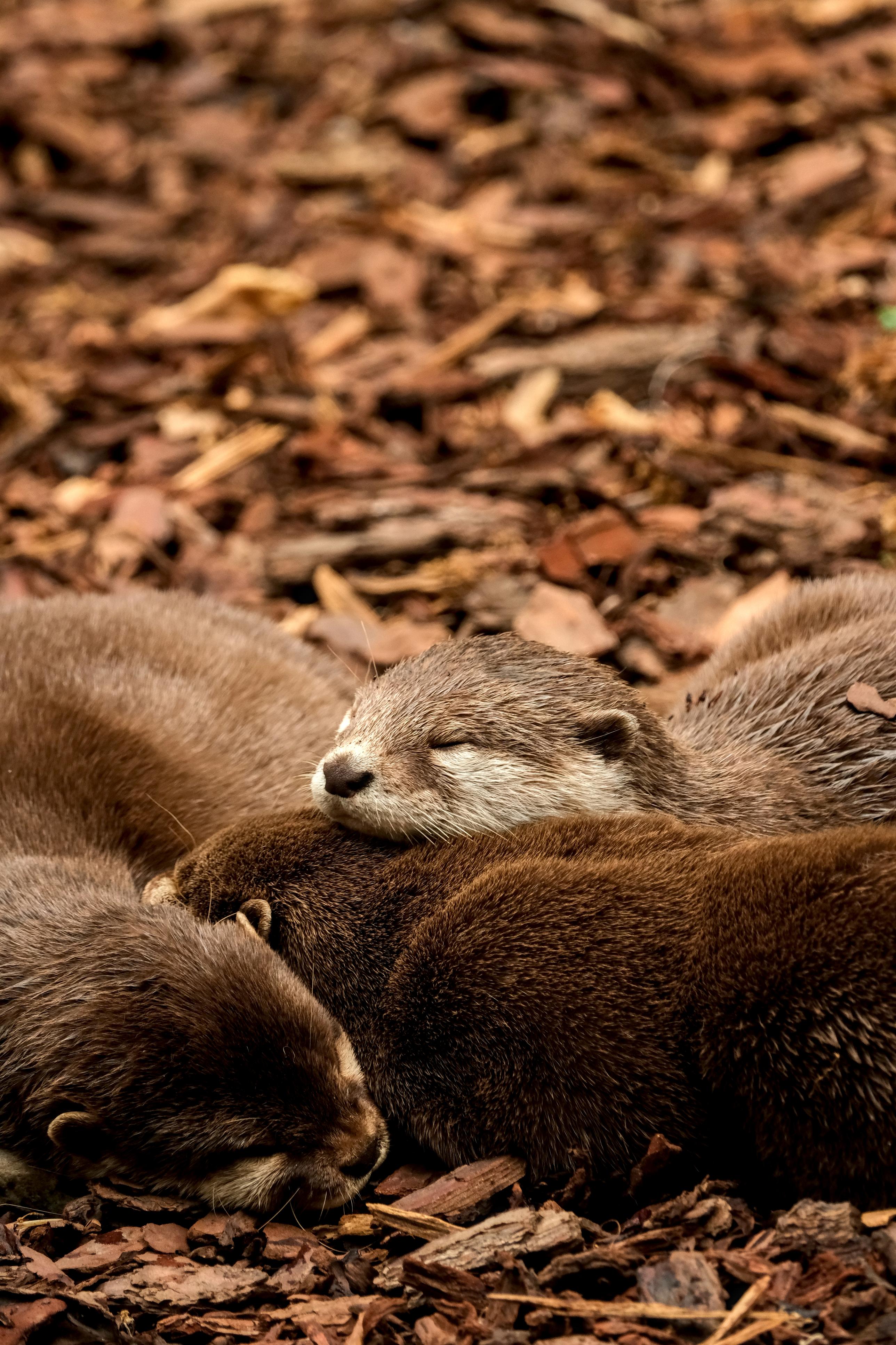 photo de loutre, zoo African Safari, Julien Franck